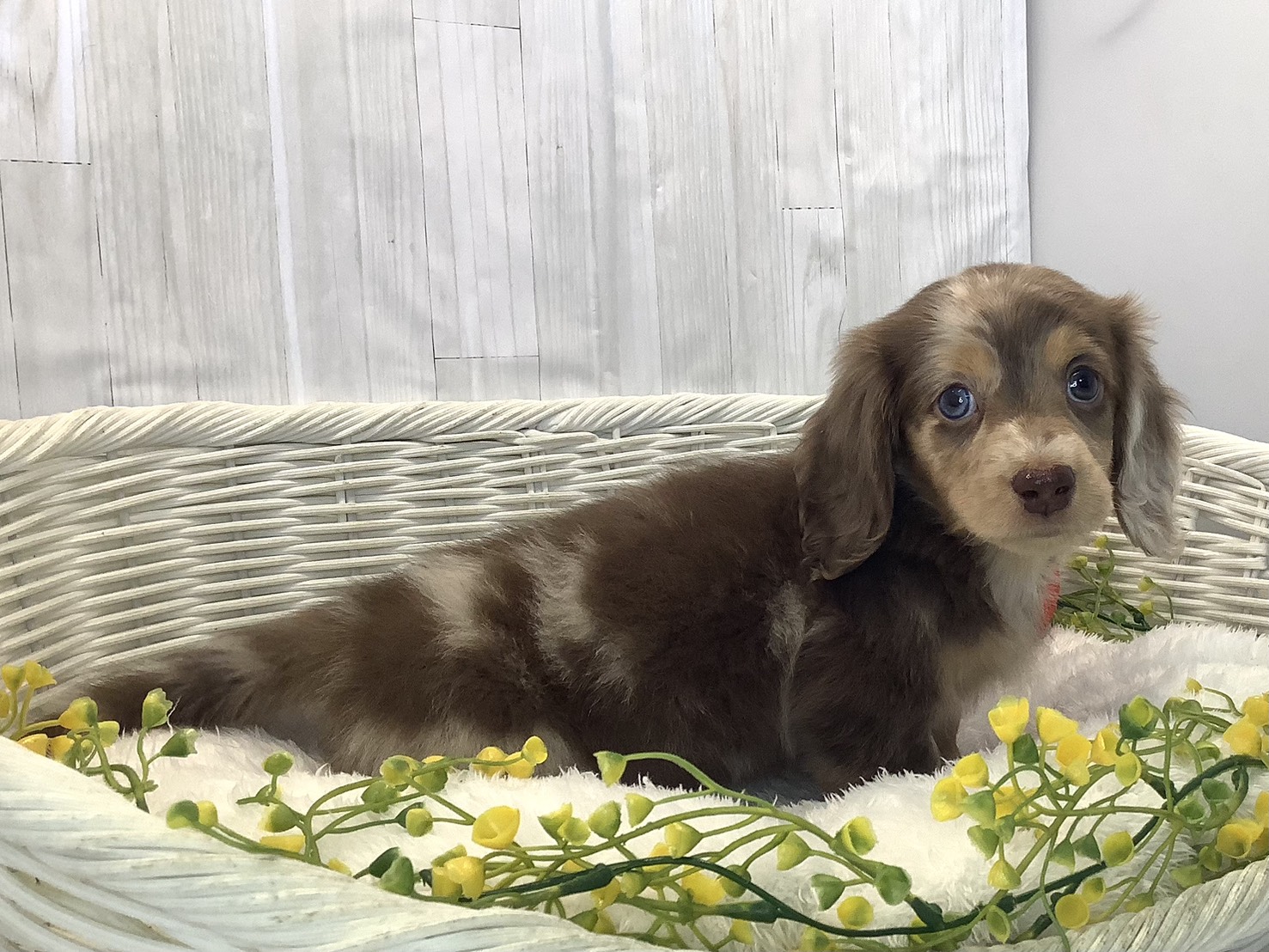 静岡県のミニチュアダックスフンド(ロング) (マルエスペットホームアシスト店/2025年12月21日生まれ/女の子/チョコレートダップル)の子犬の2枚目の画像