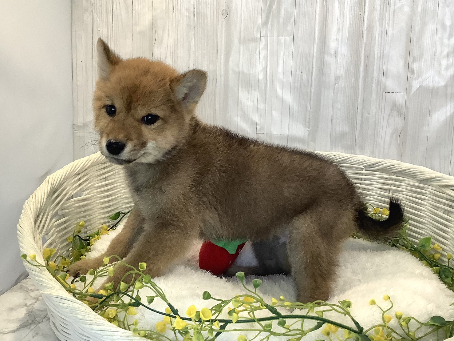 静岡県の柴犬(標準サイズ) (マルエスペット島田店/2025年12月3日生まれ/男の子/赤)の子犬の1枚目の画像