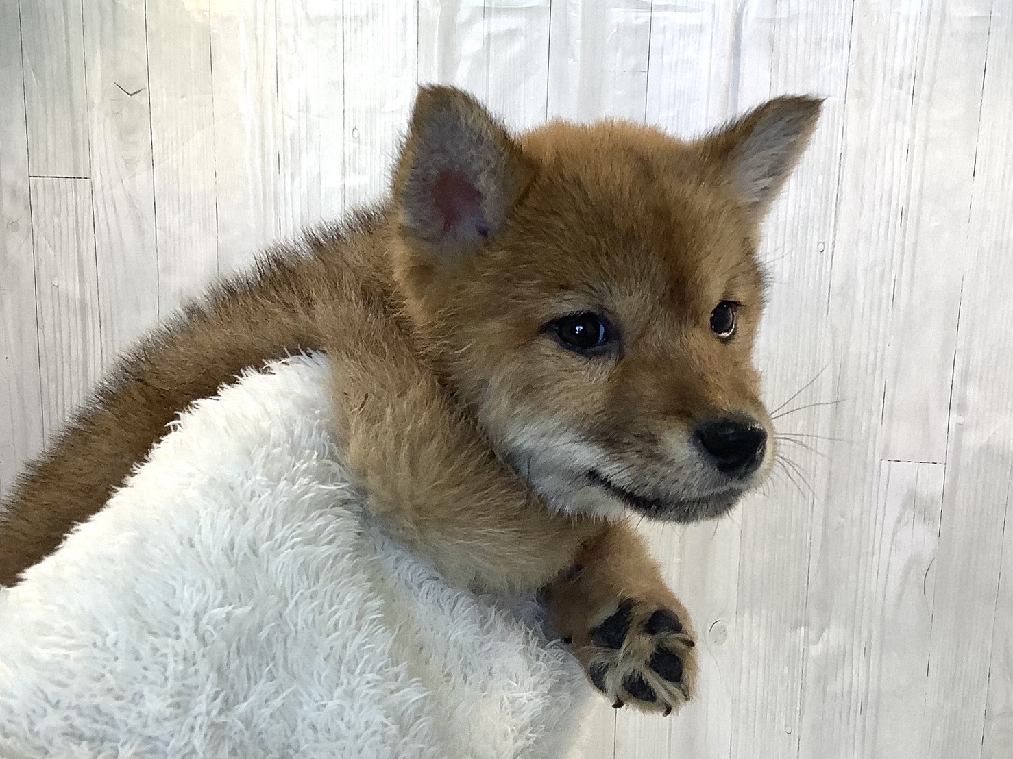 静岡県の柴犬(標準サイズ) (マルエスペット島田店/2025年12月3日生まれ/男の子/赤)の子犬の3枚目の画像