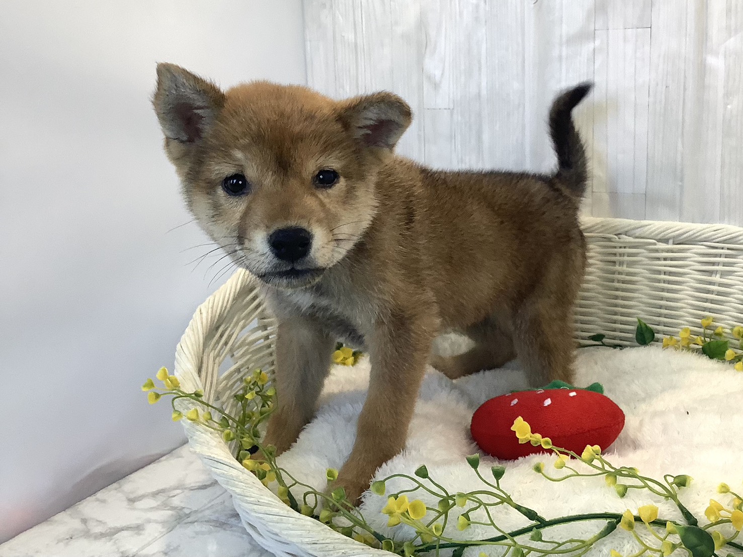 奈良県の柴犬(標準サイズ) (マルエスペット 奈良店/2025年12月3日生まれ/男の子/赤)の子犬の3枚目の画像