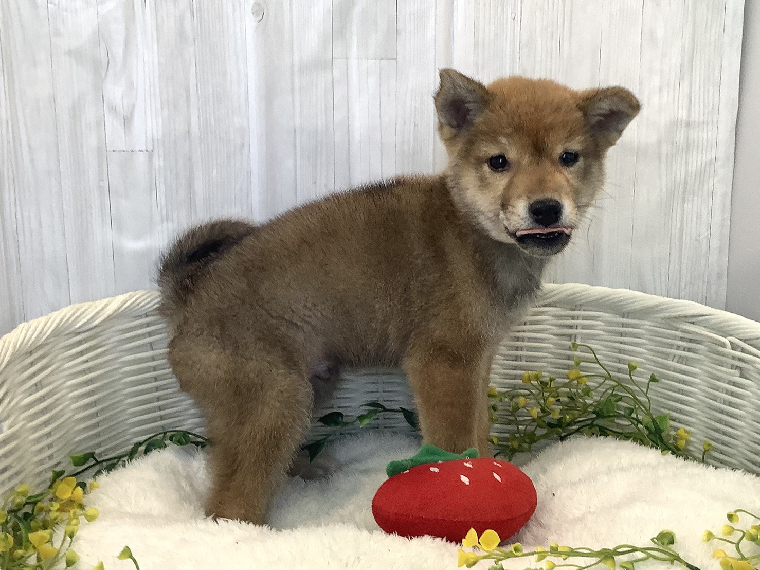 奈良県の柴犬(標準サイズ) (マルエスペット 奈良店/2025年12月3日生まれ/男の子/赤)の子犬の2枚目の画像