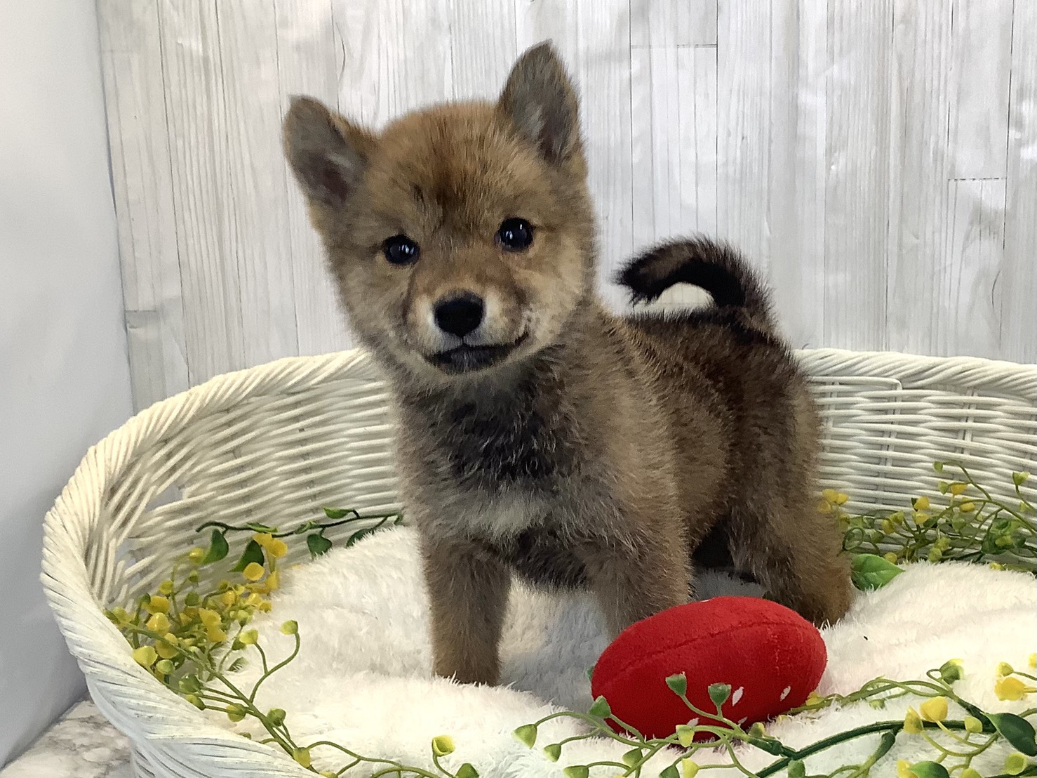 静岡県の柴犬(標準サイズ) (マルエスペットホームアシスト店/2025年12月3日生まれ/女の子/赤)の子犬の2枚目の画像