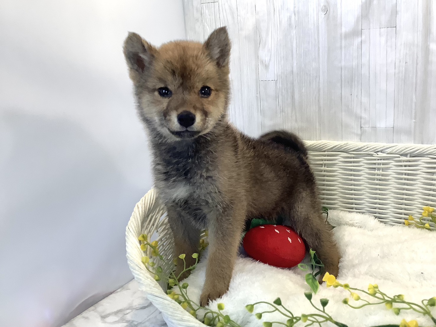静岡県の柴犬(標準サイズ) (マルエスペットホームアシスト店/2025年12月3日生まれ/女の子/赤)の子犬の1枚目の画像