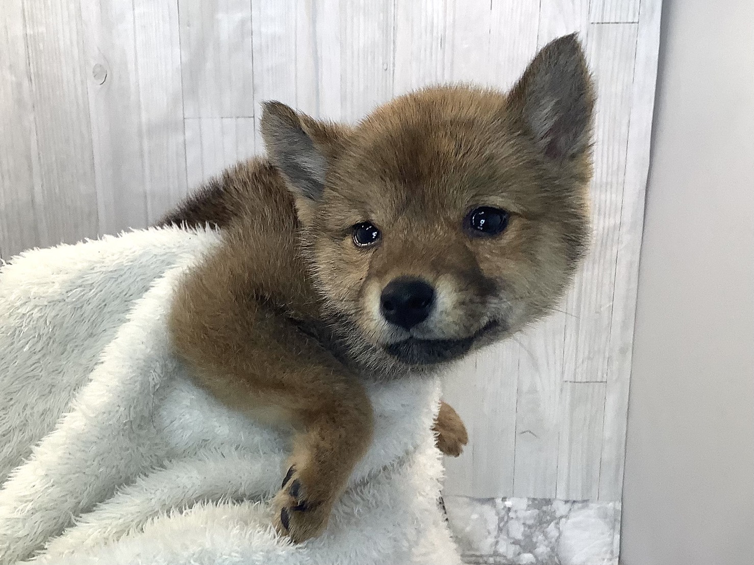 静岡県の柴犬(標準サイズ) (マルエスペットホームアシスト店/2025年12月3日生まれ/女の子/赤)の子犬の3枚目の画像