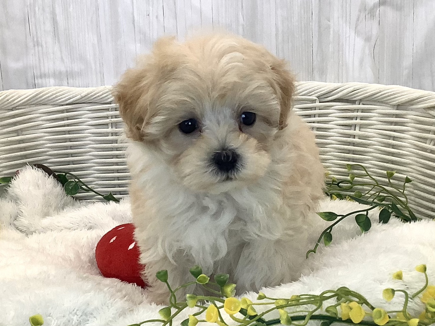 広島県のマルプー(マルチーズ×プードル) (マルエスペット広島段原ショッピングセンター店/2025年12月21日生まれ/女の子/クリーム)の子犬の1枚目の画像