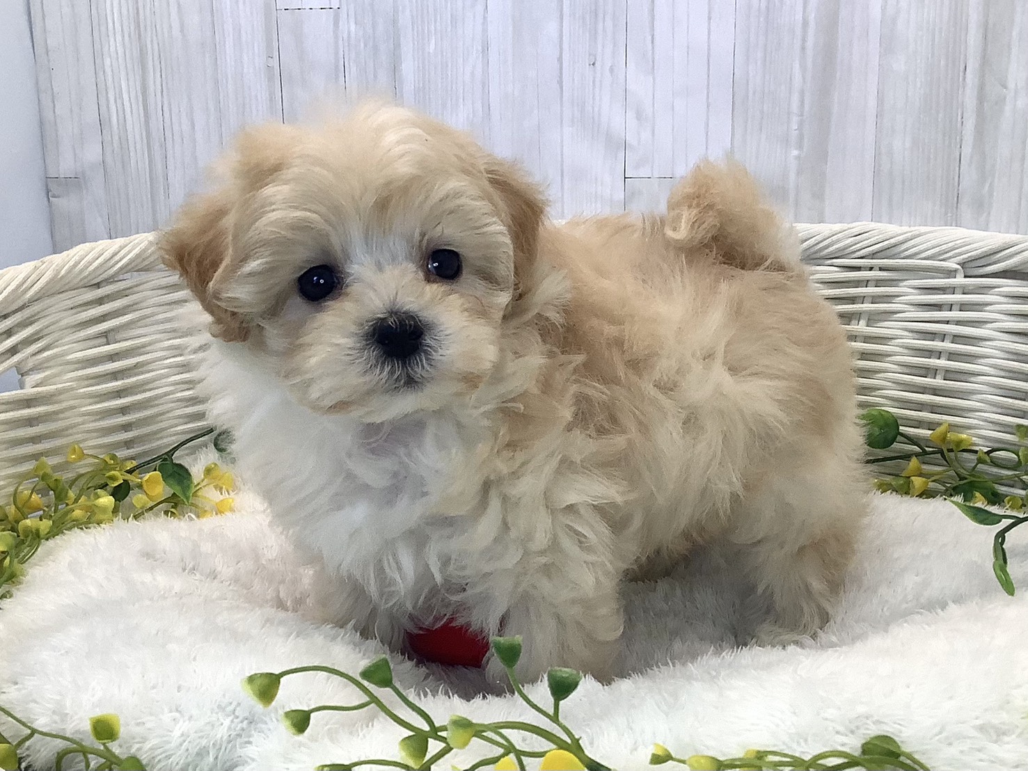広島県のマルプー(マルチーズ×プードル) (マルエスペット広島段原ショッピングセンター店/2025年12月21日生まれ/女の子/クリーム)の子犬の3枚目の画像