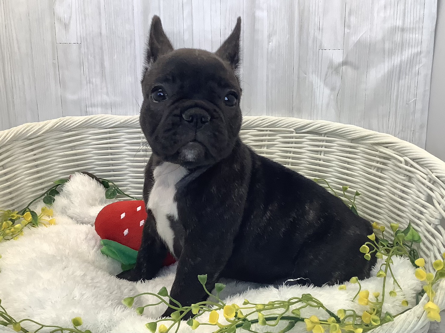 静岡県のフレンチブルドッグ (マルエスペット富士見台店/2025年12月20日生まれ/女の子/プリンドル)の子犬の3枚目の画像