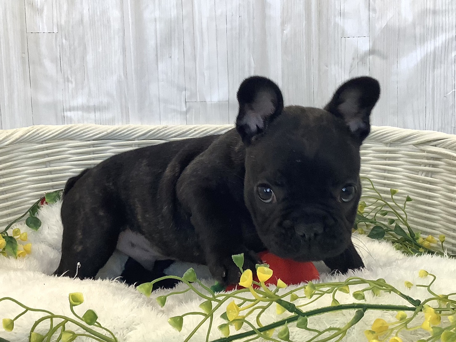 静岡県のフレンチブルドッグ (マルエスペット御殿場店/2025年12月20日生まれ/男の子/プリンドル)の子犬の2枚目の画像