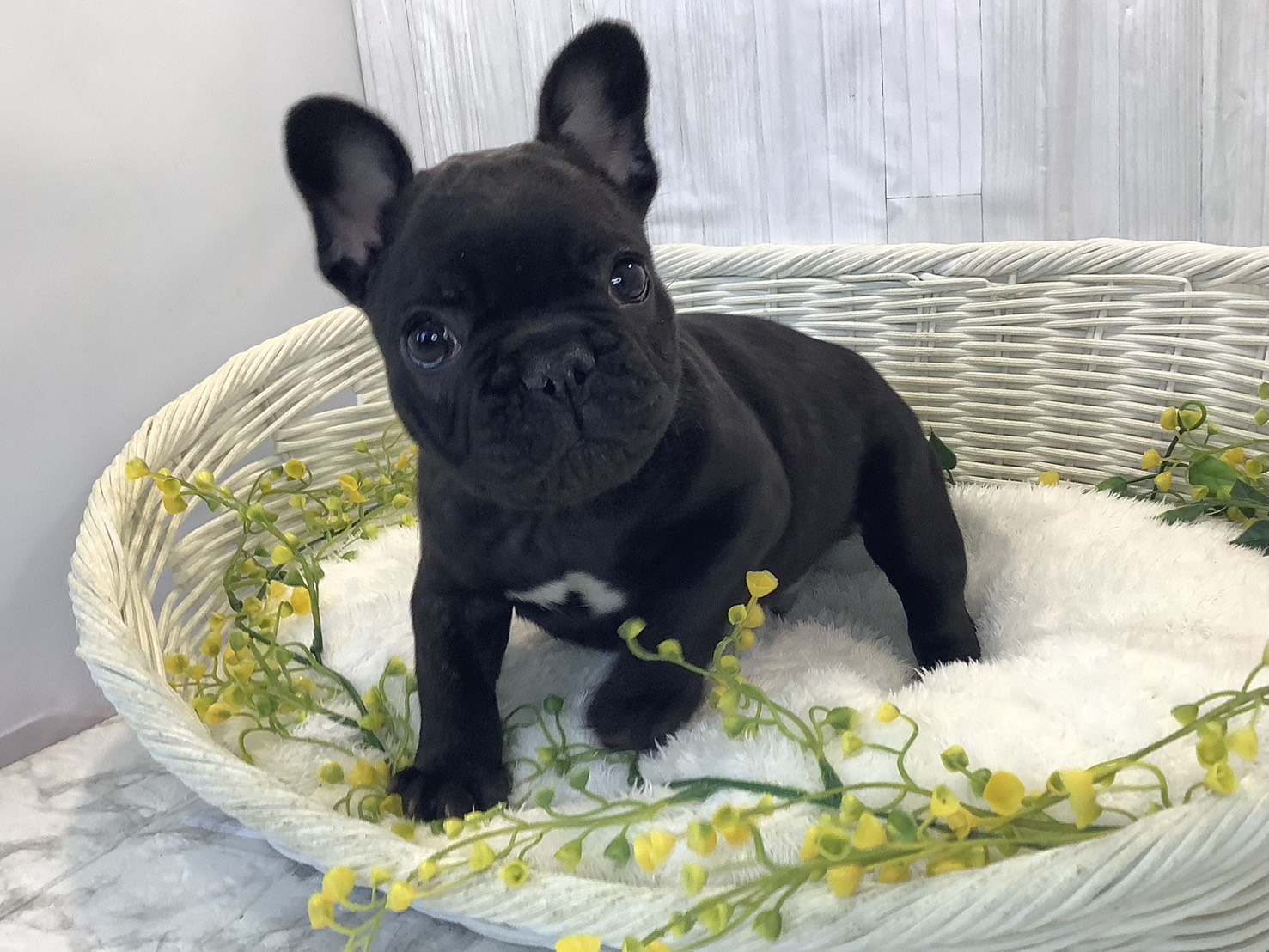 静岡県のフレンチブルドッグ (マルエスペット御殿場店/2025年12月20日生まれ/男の子/プリンドル)の子犬の3枚目の画像