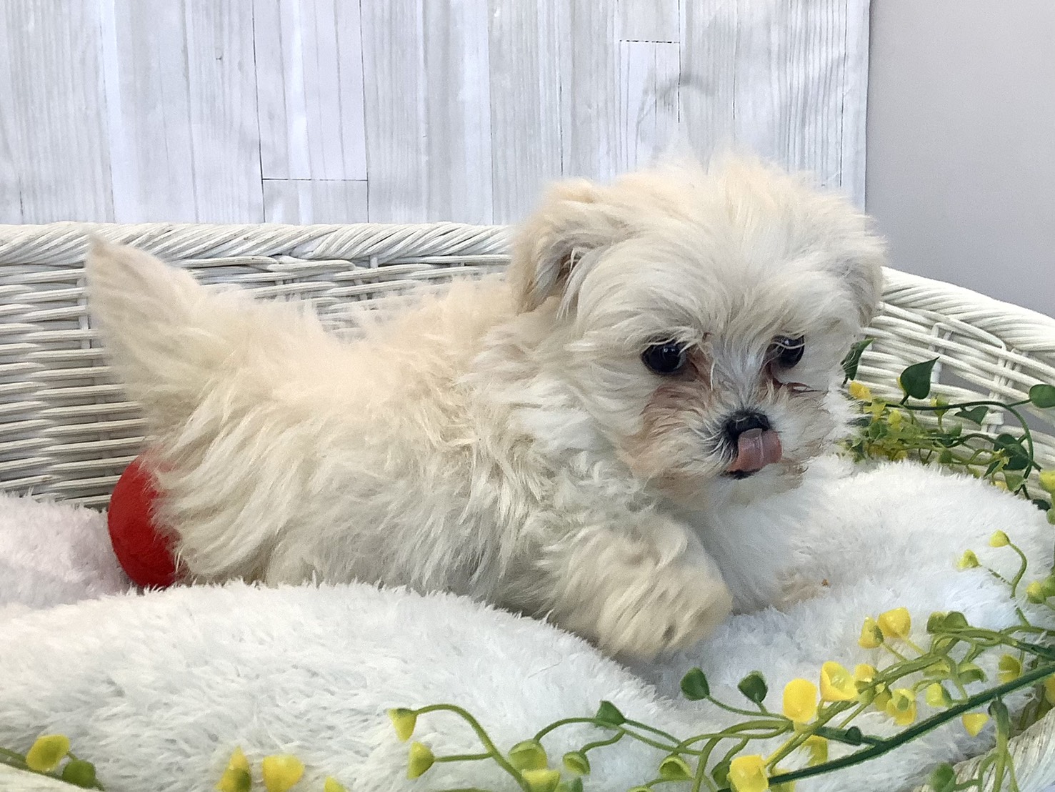 静岡県のマルプー(マルチーズ×プードル) (マルエスペットホームアシスト店/2025年12月21日生まれ/女の子/クリーム)の子犬の2枚目の画像