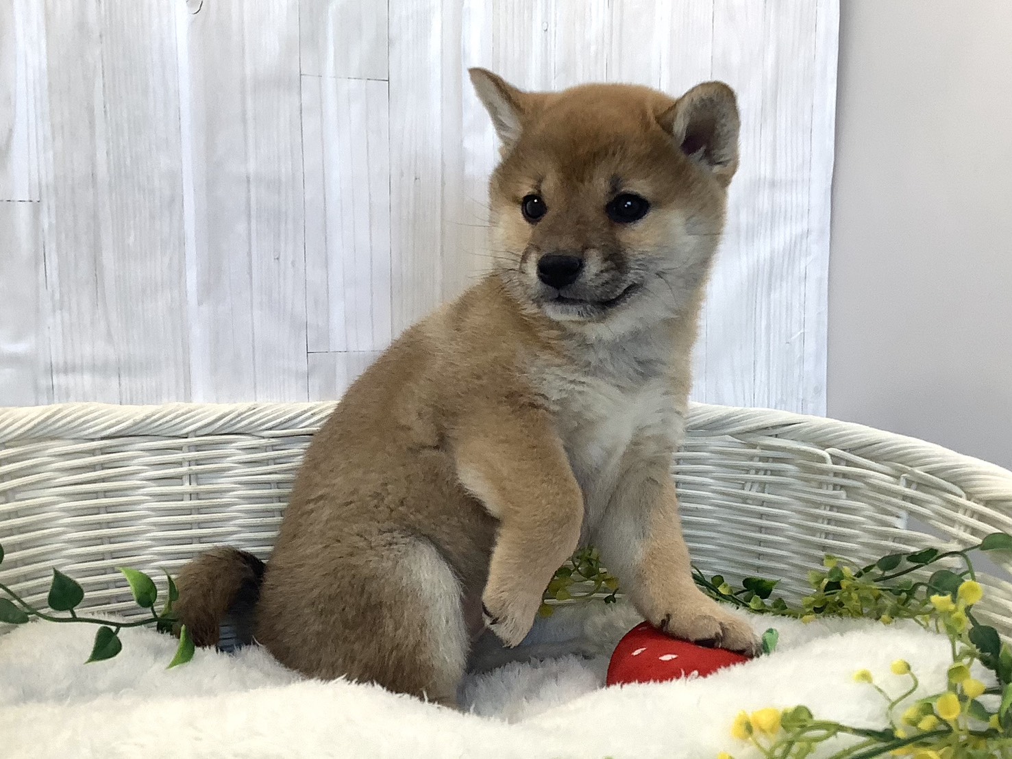 千葉県の柴犬(標準サイズ) (マルエスペット千鳥町店/2025年12月21日生まれ/女の子/赤)の子犬の2枚目の画像