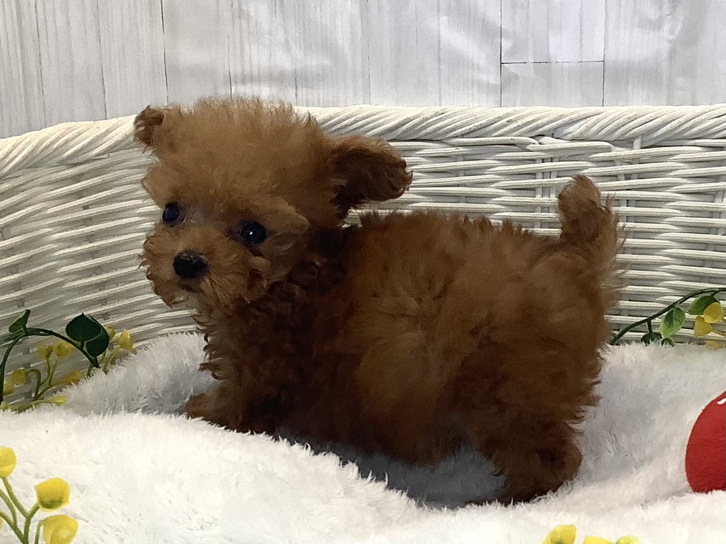 奈良県のトイプードル(トイ) (マルエスペット 富雄店/2025年12月20日生まれ/男の子/レッド)の子犬の3枚目の画像