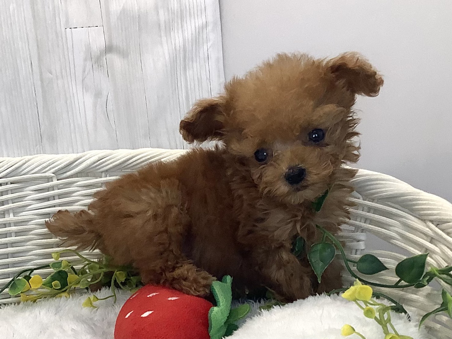 奈良県のトイプードル(トイ) (マルエスペット 富雄店/2025年12月20日生まれ/男の子/レッド)の子犬の2枚目の画像