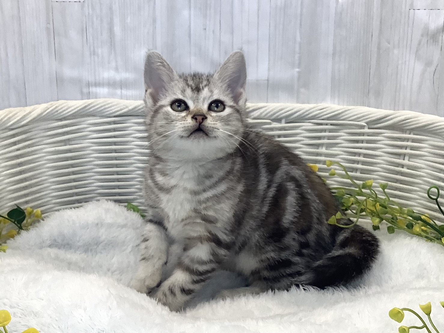 静岡県のアメリカンショートヘアー (マルエスペットホームアシスト店/2025年12月21日生まれ/女の子/シルバーパッチドタビー)の子猫の3枚目の画像