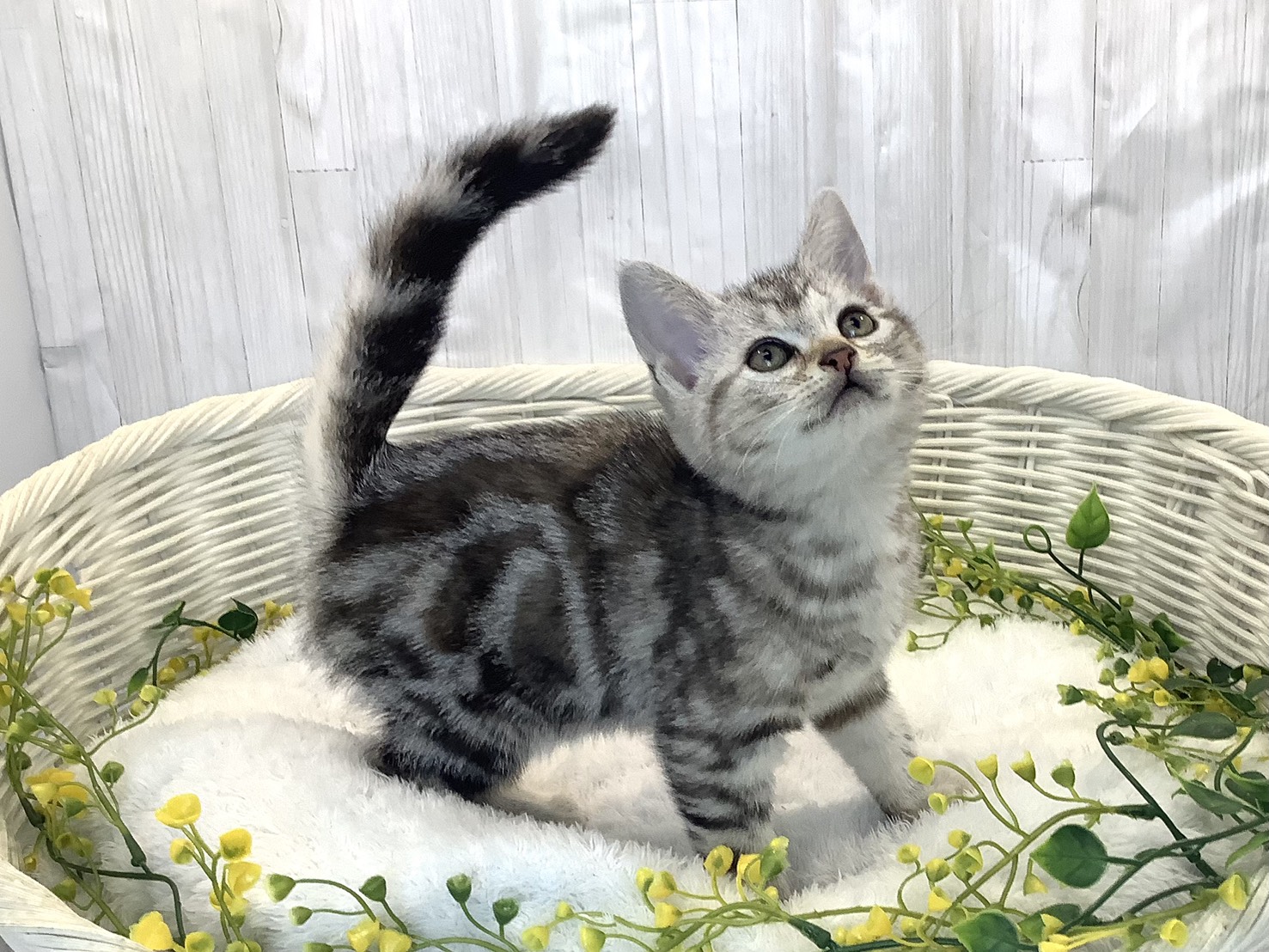 静岡県のアメリカンショートヘアー (マルエスペットホームアシスト店/2025年12月21日生まれ/女の子/シルバーパッチドタビー)の子猫の2枚目の画像