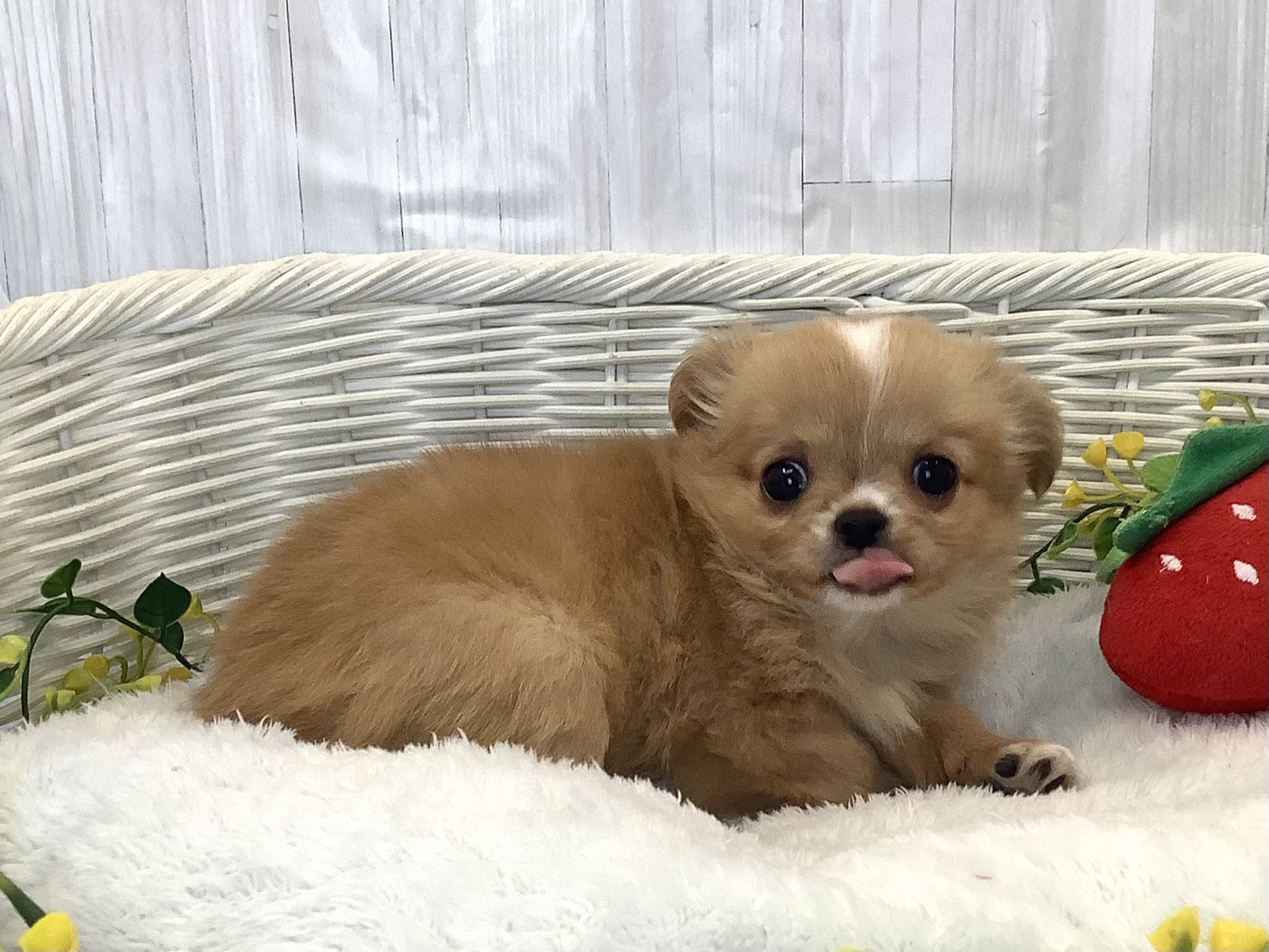 静岡県のチワワ(ロング) (マルエスペット御殿場店/2025年12月13日生まれ/女の子/フォーンホワイト)の子犬の2枚目の画像