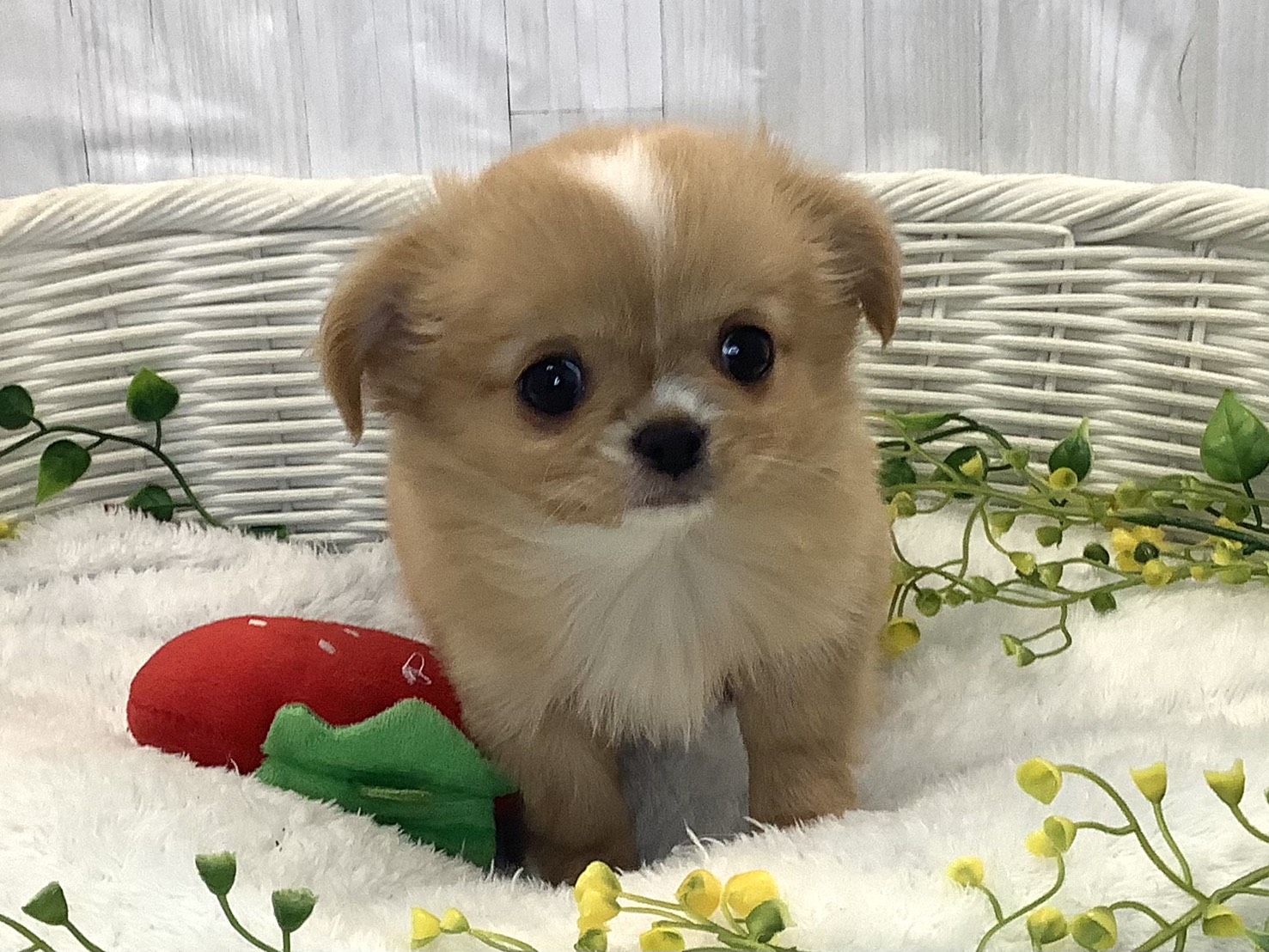 静岡県のチワワ(ロング) (マルエスペット御殿場店/2025年12月13日生まれ/女の子/フォーンホワイト)の子犬の3枚目の画像