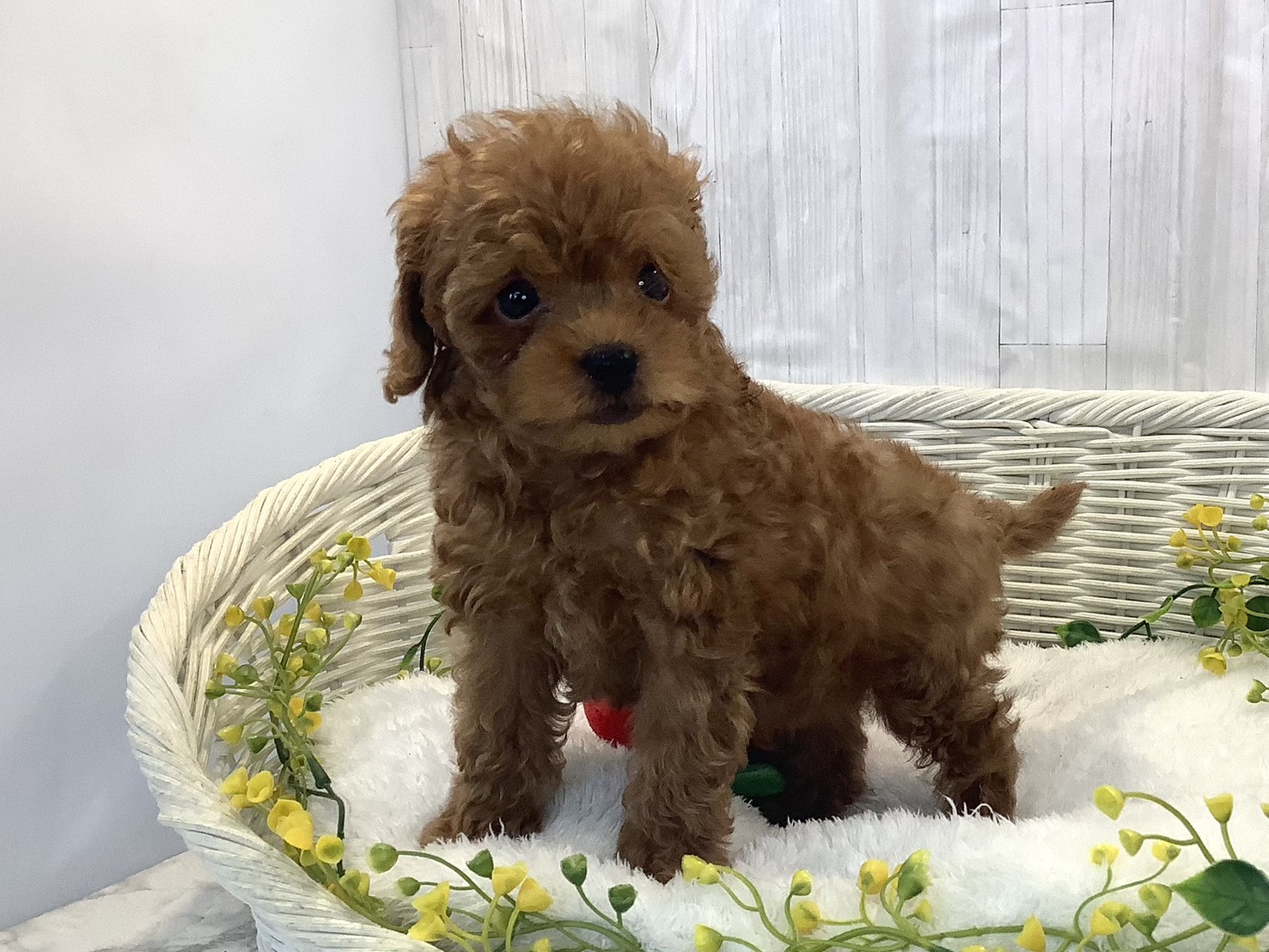 静岡県のトイプードル(トイ) (マルエスペット御殿場店/2025年12月18日生まれ/男の子/レッドフォーン)の子犬の3枚目の画像