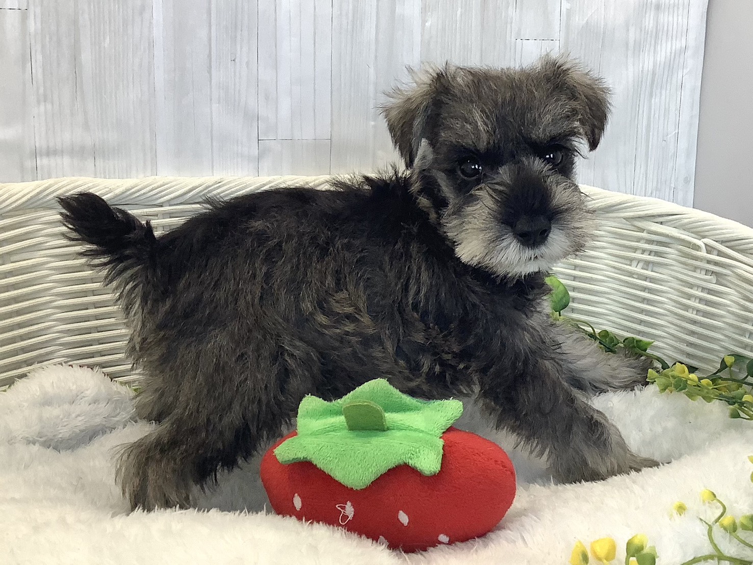 奈良県のミニチュアシュナウザー (マルエスペット 富雄店/2025年12月22日生まれ/男の子/ソルトペッパー)の子犬の2枚目の画像