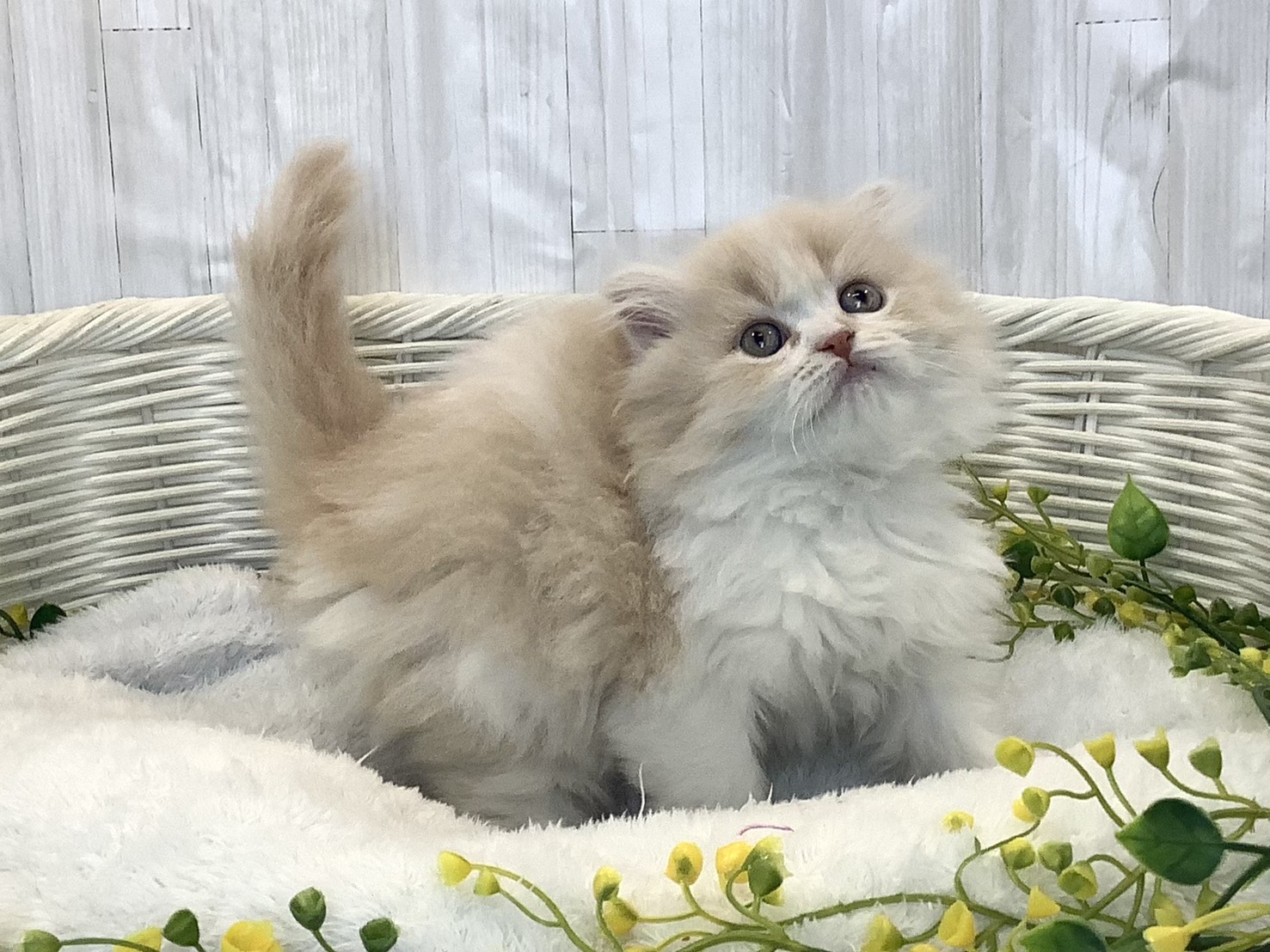 静岡県のスコティッシュフォールド (マルエスペット御殿場店/2025年12月22日生まれ/女の子/クリームホワイト)の子猫の2枚目の画像