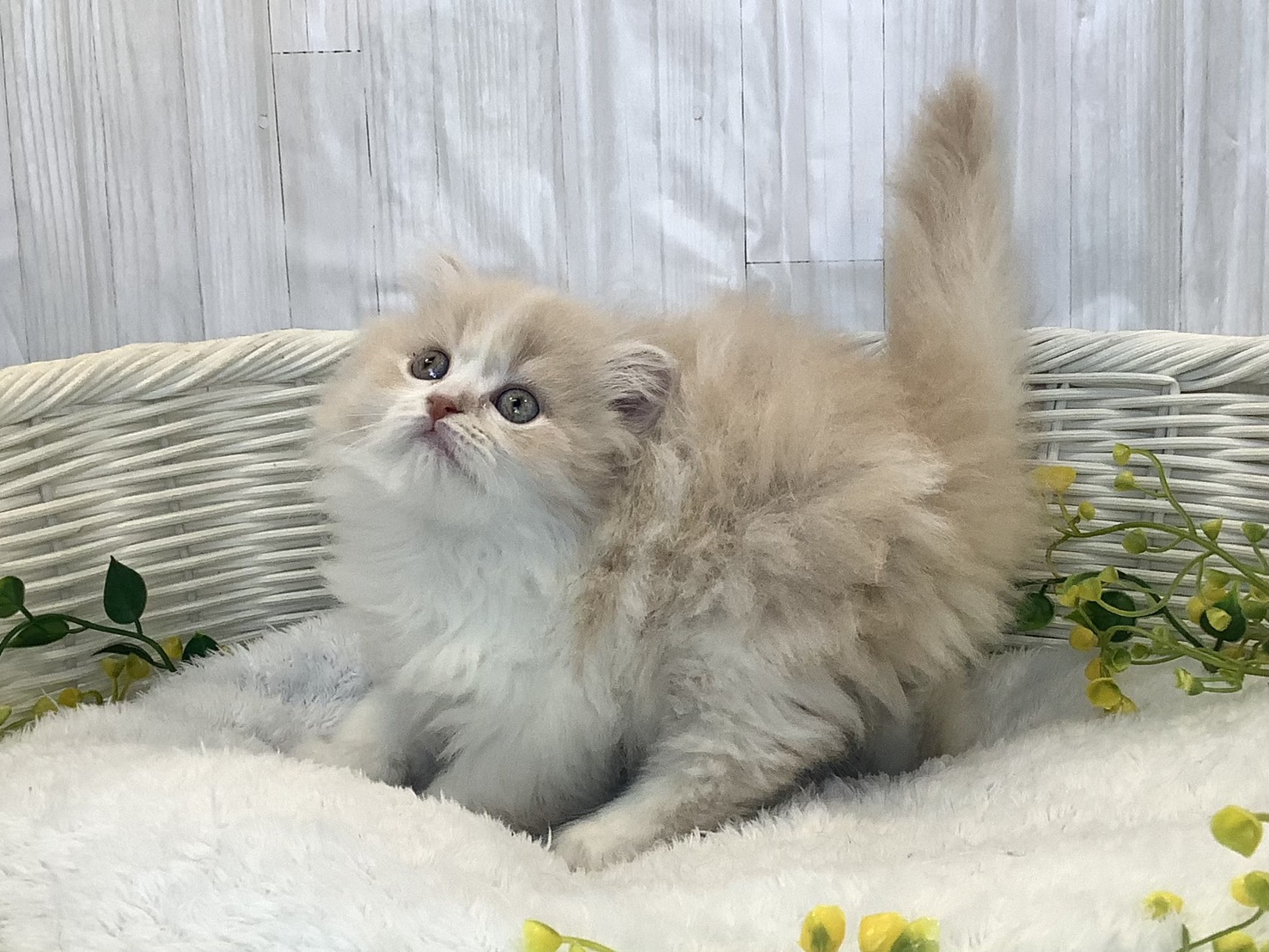 静岡県のスコティッシュフォールド (マルエスペット御殿場店/2025年12月22日生まれ/女の子/クリームホワイト)の子猫の3枚目の画像