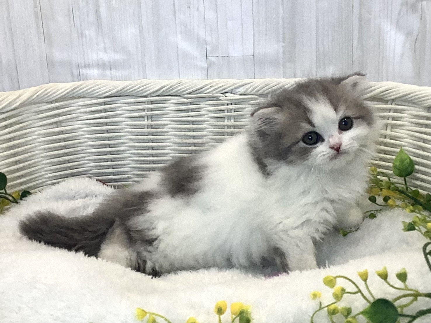 静岡県のスコティッシュフォールド (マルエスペット御殿場店/2025年12月22日生まれ/男の子/ブルータビーホワイト)の子猫の2枚目の画像