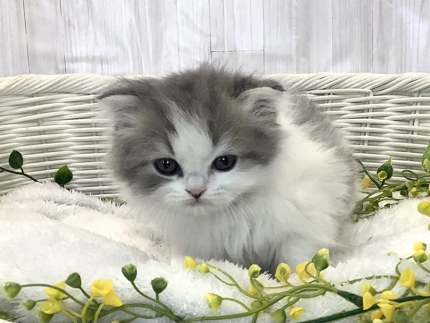 静岡県のスコティッシュフォールド (マルエスペット御殿場店/2025年12月22日生まれ/男の子/ブルータビーホワイト)の子猫の3枚目の画像