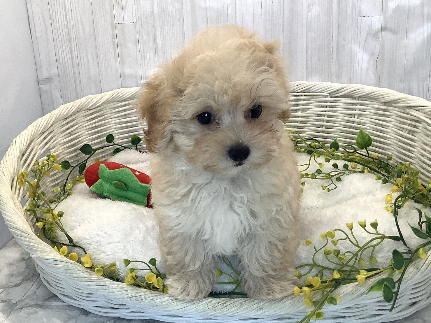 静岡県のマルプー(マルチーズ×プードル) (マルエスペット島田店/2025年12月13日生まれ/男の子/クリーム)の子犬の1枚目の画像