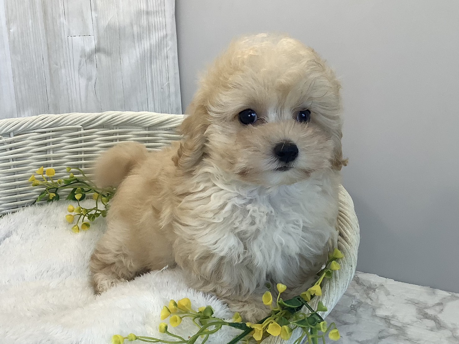 静岡県のマルプー(マルチーズ×プードル) (マルエスペット島田店/2025年12月13日生まれ/男の子/クリーム)の子犬の2枚目の画像