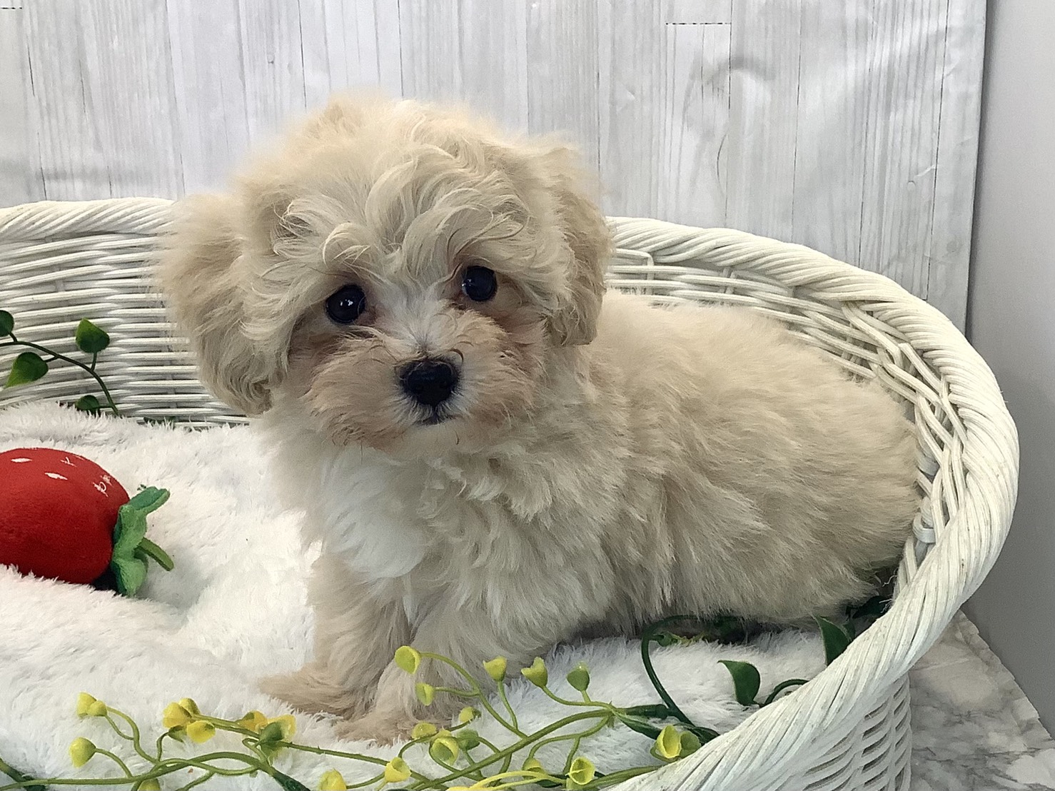 静岡県のマルプー(マルチーズ×プードル) (マルエスペット富士店/2025年12月20日生まれ/男の子/クリーム)の子犬の3枚目の画像