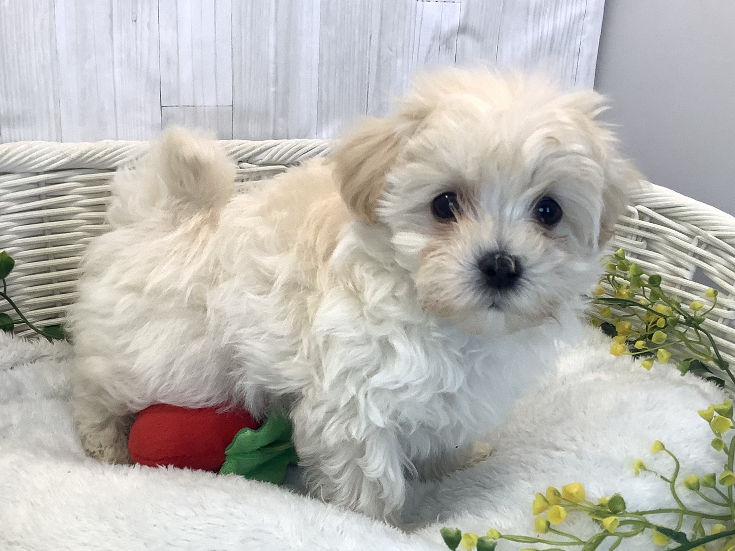 静岡県のマルプー(マルチーズ×プードル) (マルエスペット御殿場店/2025年12月21日生まれ/男の子/クリーム)の子犬の1枚目の画像