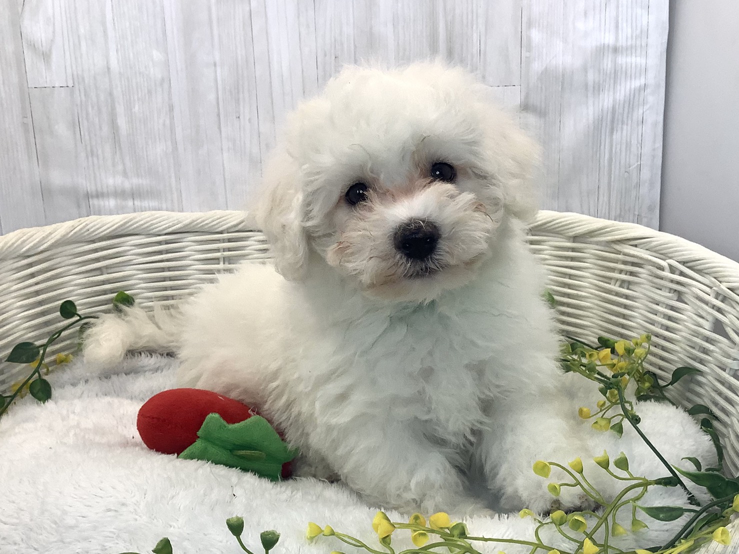 静岡県のビションフリーゼ (マルエスペット御殿場店/2025年12月18日生まれ/男の子/ホワイト)の子犬の1枚目の画像