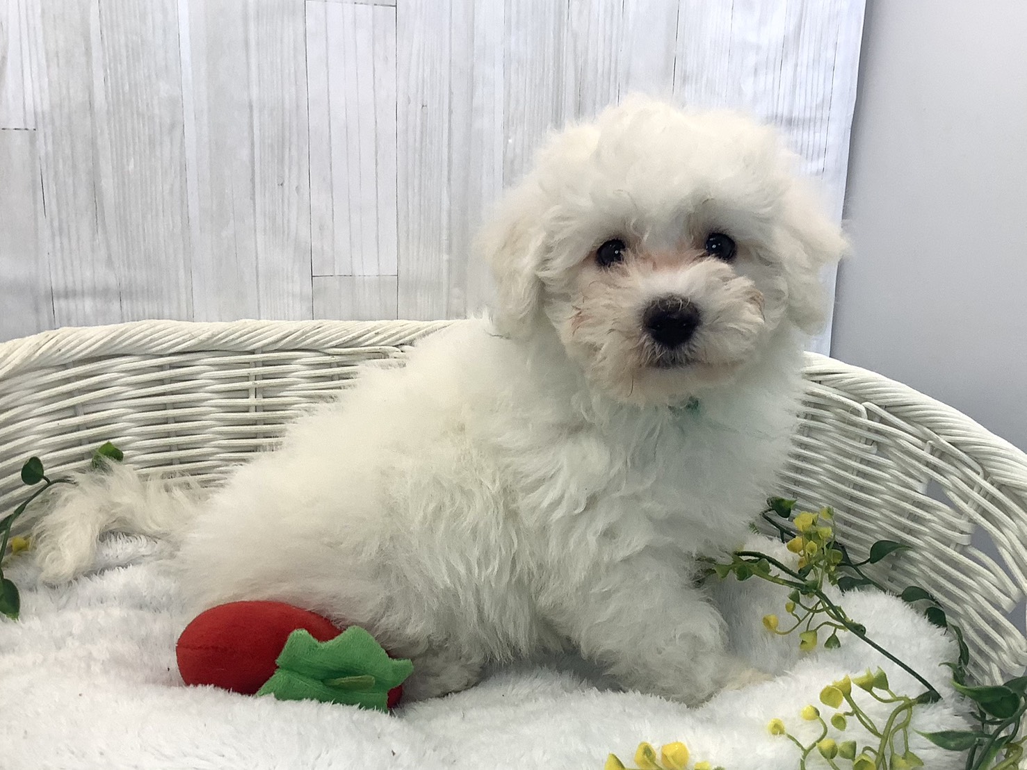 静岡県のビションフリーゼ (マルエスペット御殿場店/2025年12月18日生まれ/男の子/ホワイト)の子犬の2枚目の画像