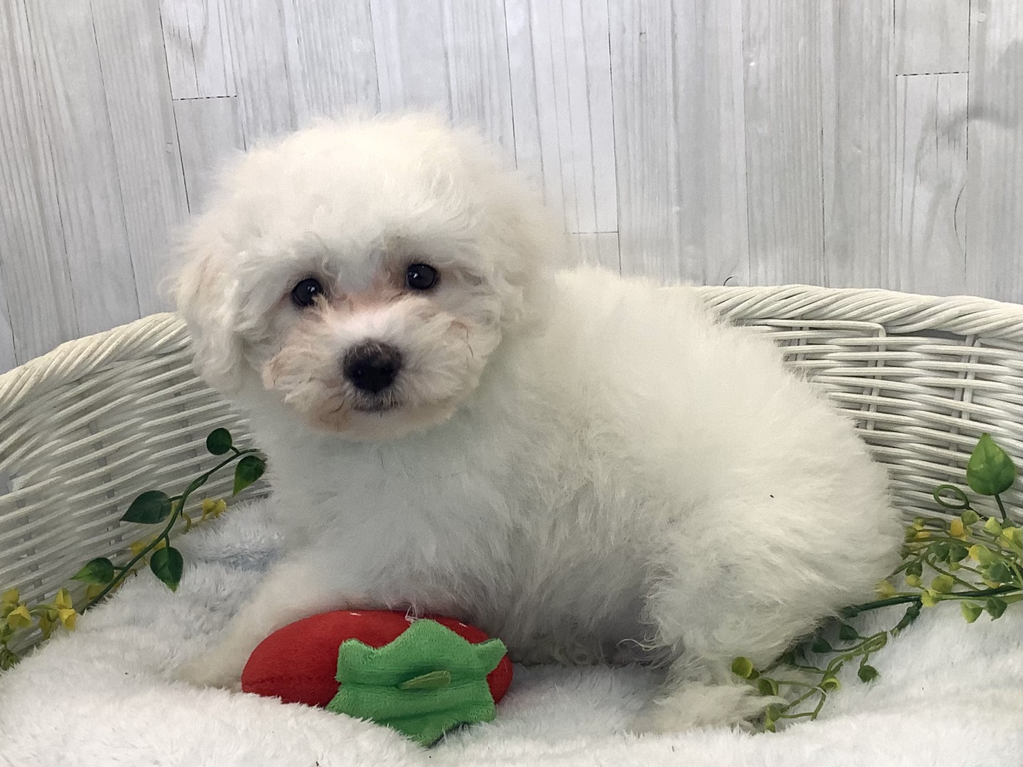 静岡県のビションフリーゼ (マルエスペット御殿場店/2025年12月18日生まれ/男の子/ホワイト)の子犬の3枚目の画像