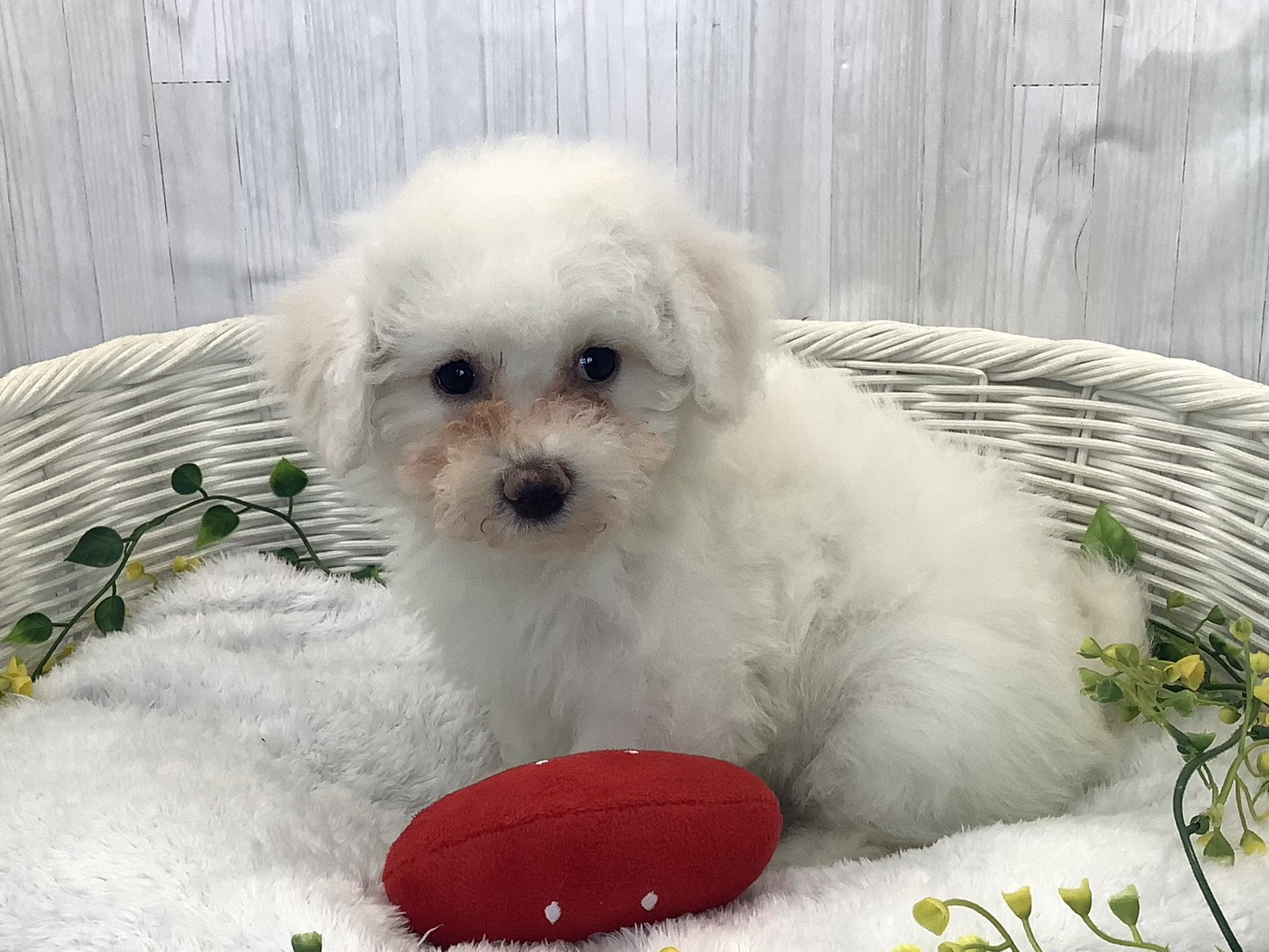 広島県のビションフリーゼ (マルエスペット広島段原ショッピングセンター店/2025年12月18日生まれ/女の子/ホワイト)の子犬の3枚目の画像