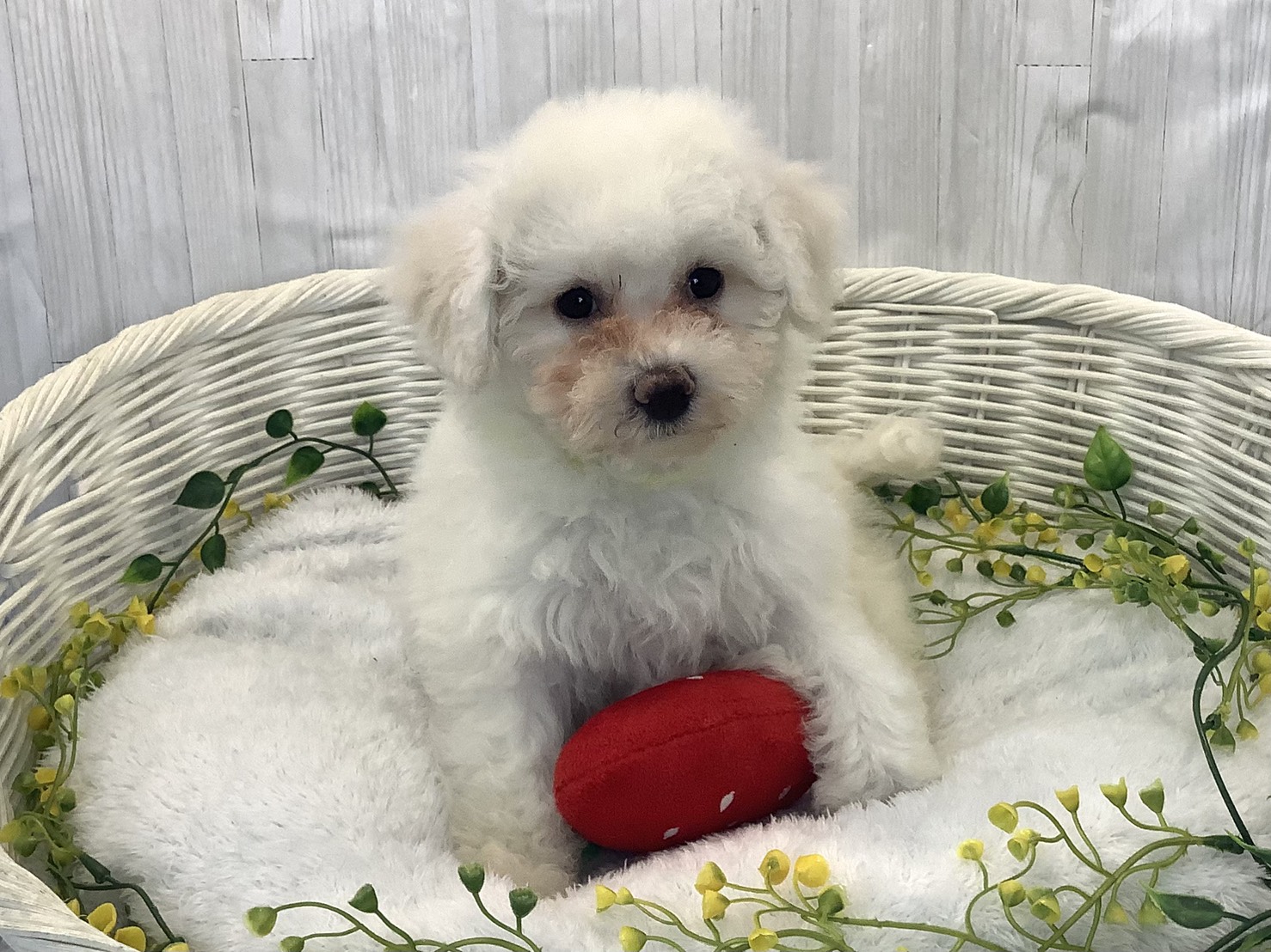 広島県のビションフリーゼ (マルエスペット広島段原ショッピングセンター店/2025年12月18日生まれ/女の子/ホワイト)の子犬の1枚目の画像