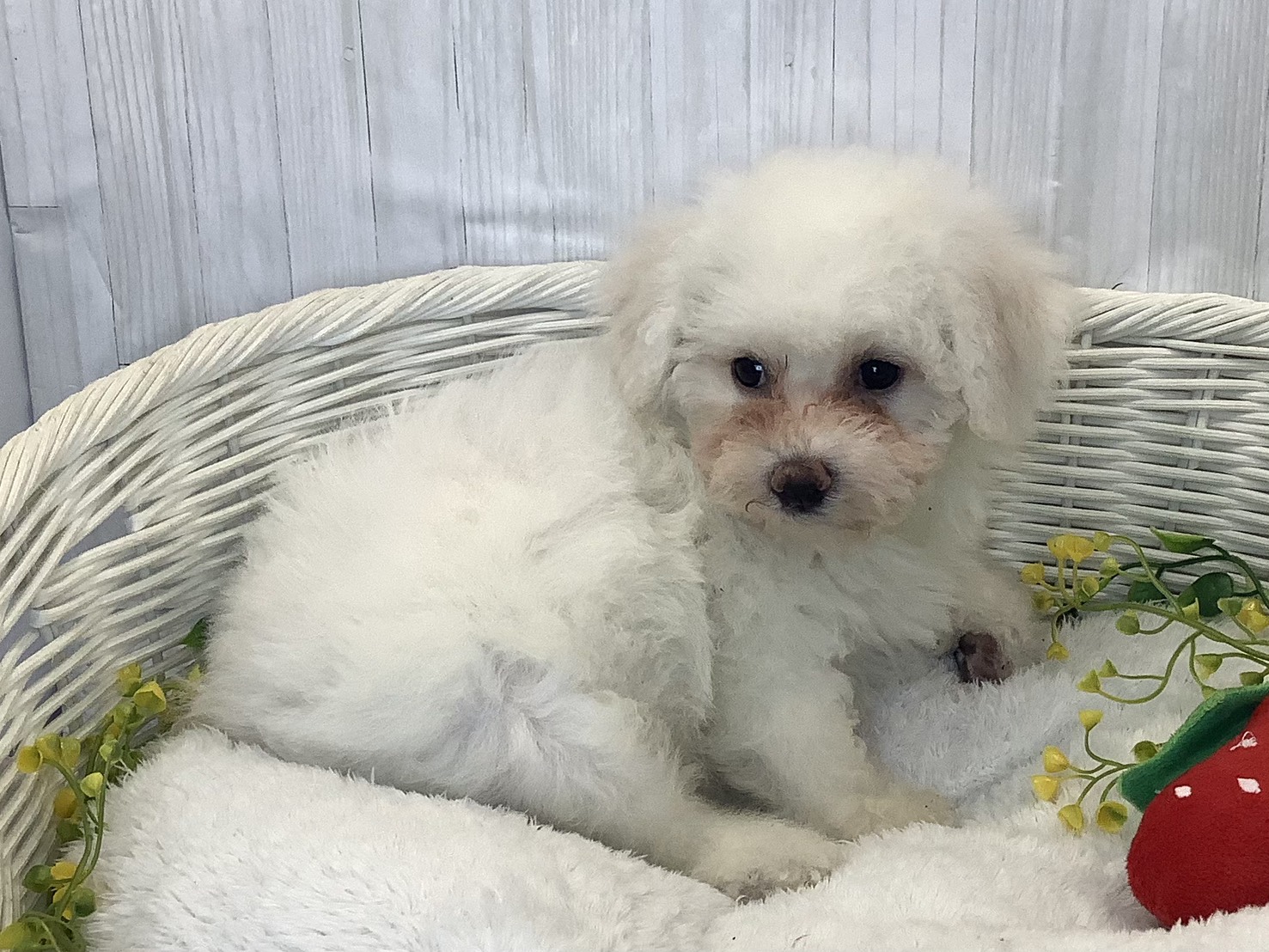 広島県のビションフリーゼ (マルエスペット広島段原ショッピングセンター店/2025年12月18日生まれ/女の子/ホワイト)の子犬の2枚目の画像