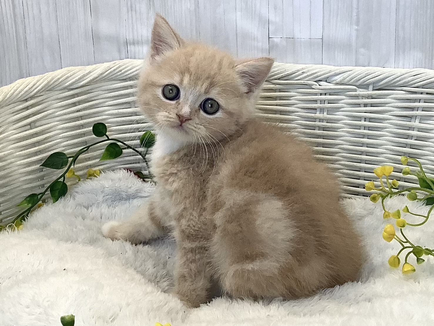 静岡県のミヌエット (マルエスペットホームアシスト店/2025年12月23日生まれ/男の子/クリームタビーホワイト)の子猫の3枚目の画像