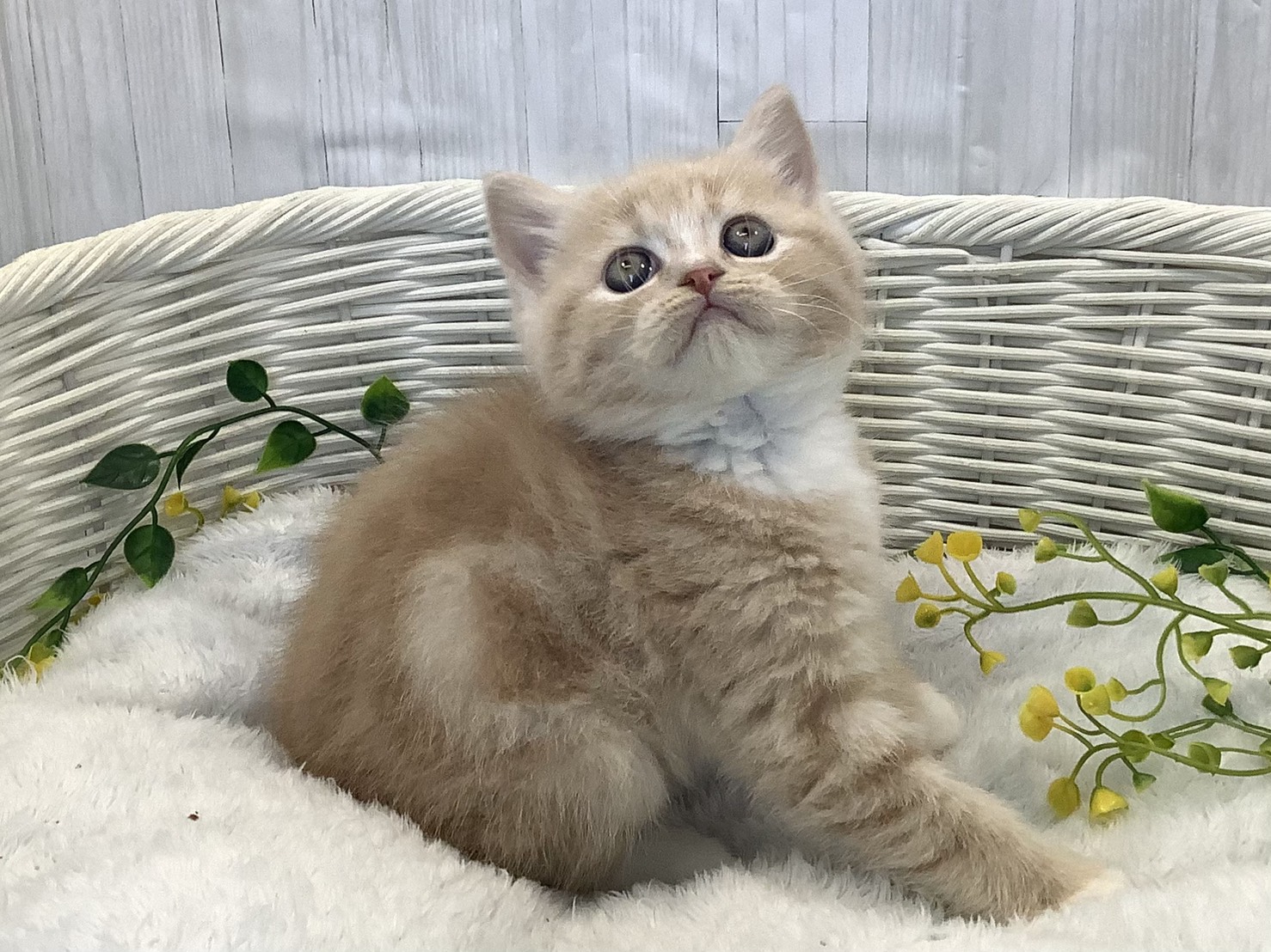 静岡県のミヌエット (マルエスペットホームアシスト店/2025年12月23日生まれ/男の子/クリームタビーホワイト)の子猫の2枚目の画像