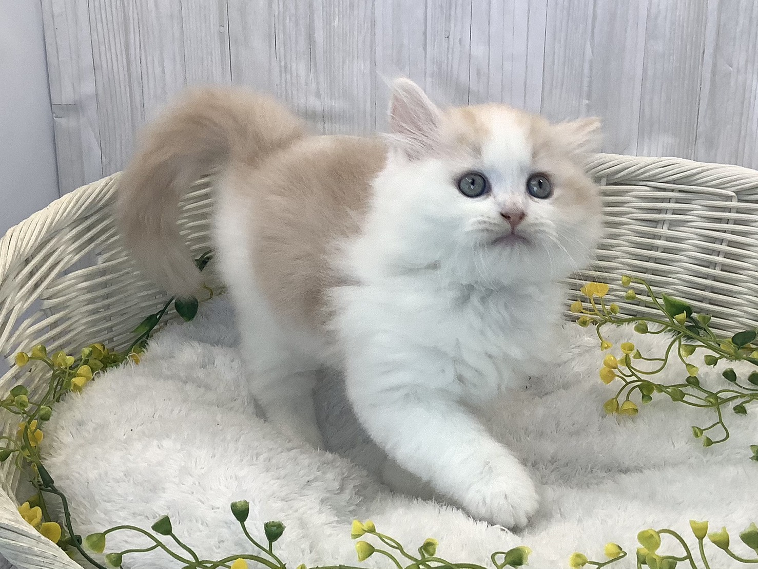静岡県のラガマフィン (マルエスペットホームアシスト店/2025年12月24日生まれ/男の子/クリームホワイト)の子猫の2枚目の画像