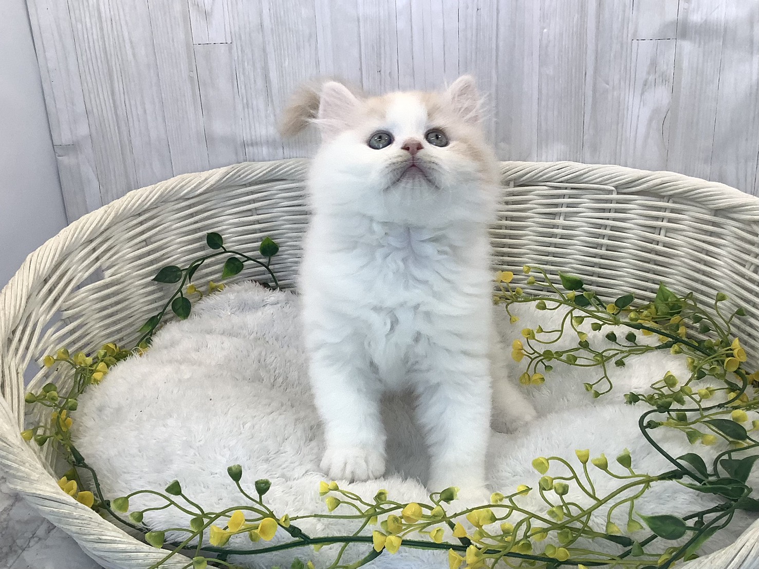 静岡県のラガマフィン (マルエスペットホームアシスト店/2025年12月24日生まれ/男の子/クリームホワイト)の子猫の1枚目の画像