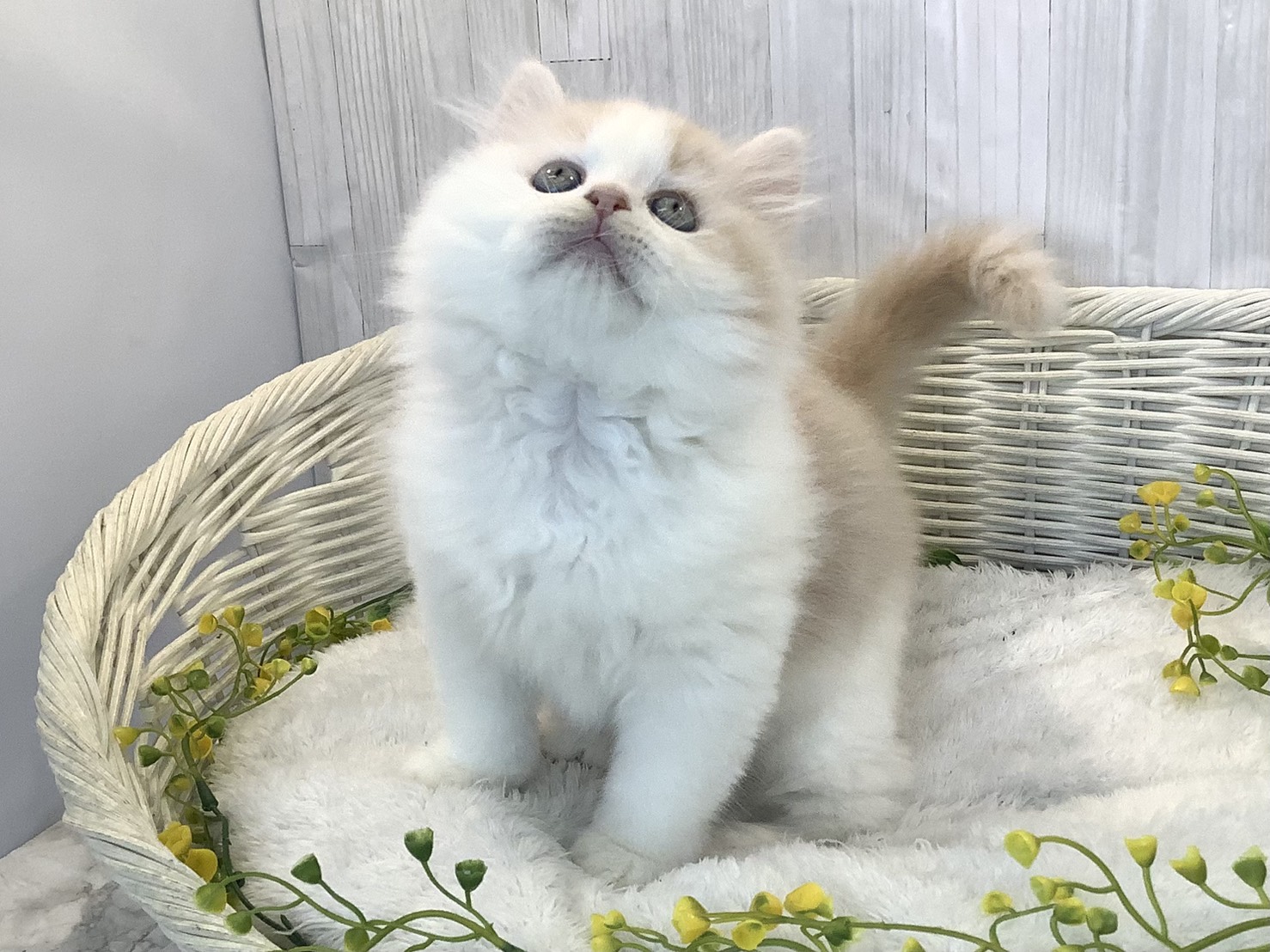 静岡県のラガマフィン (マルエスペットホームアシスト店/2025年12月24日生まれ/男の子/クリームホワイト)の子猫の3枚目の画像