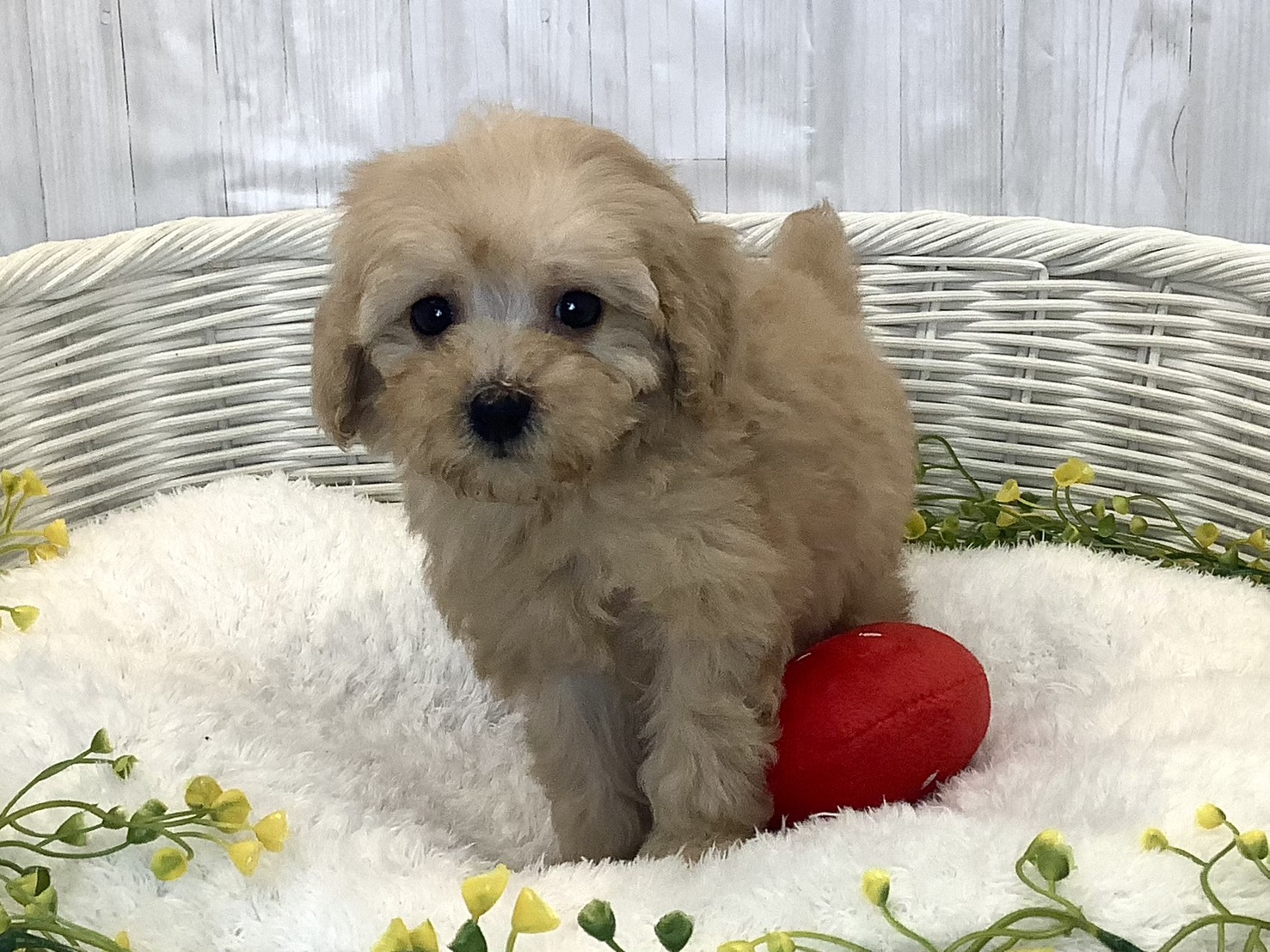 静岡県のトイプードル(トイ) (マルエスペット御殿場店/2025年12月21日生まれ/女の子/クリーム)の子犬の1枚目の画像