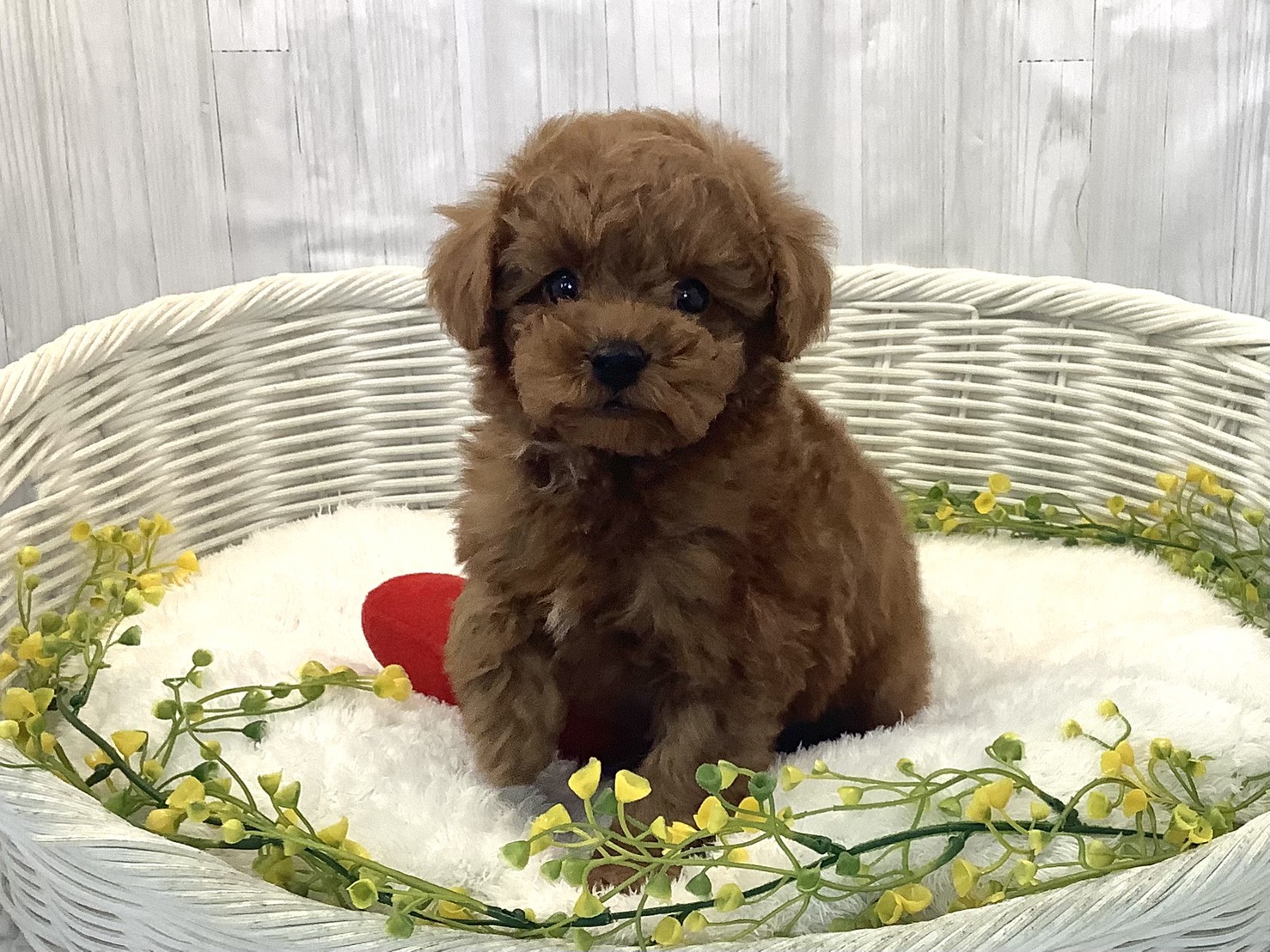 静岡県のトイプードル(トイ) (マルエスペット御殿場店/2025年12月22日生まれ/男の子/レッドフォーン)の子犬の1枚目の画像