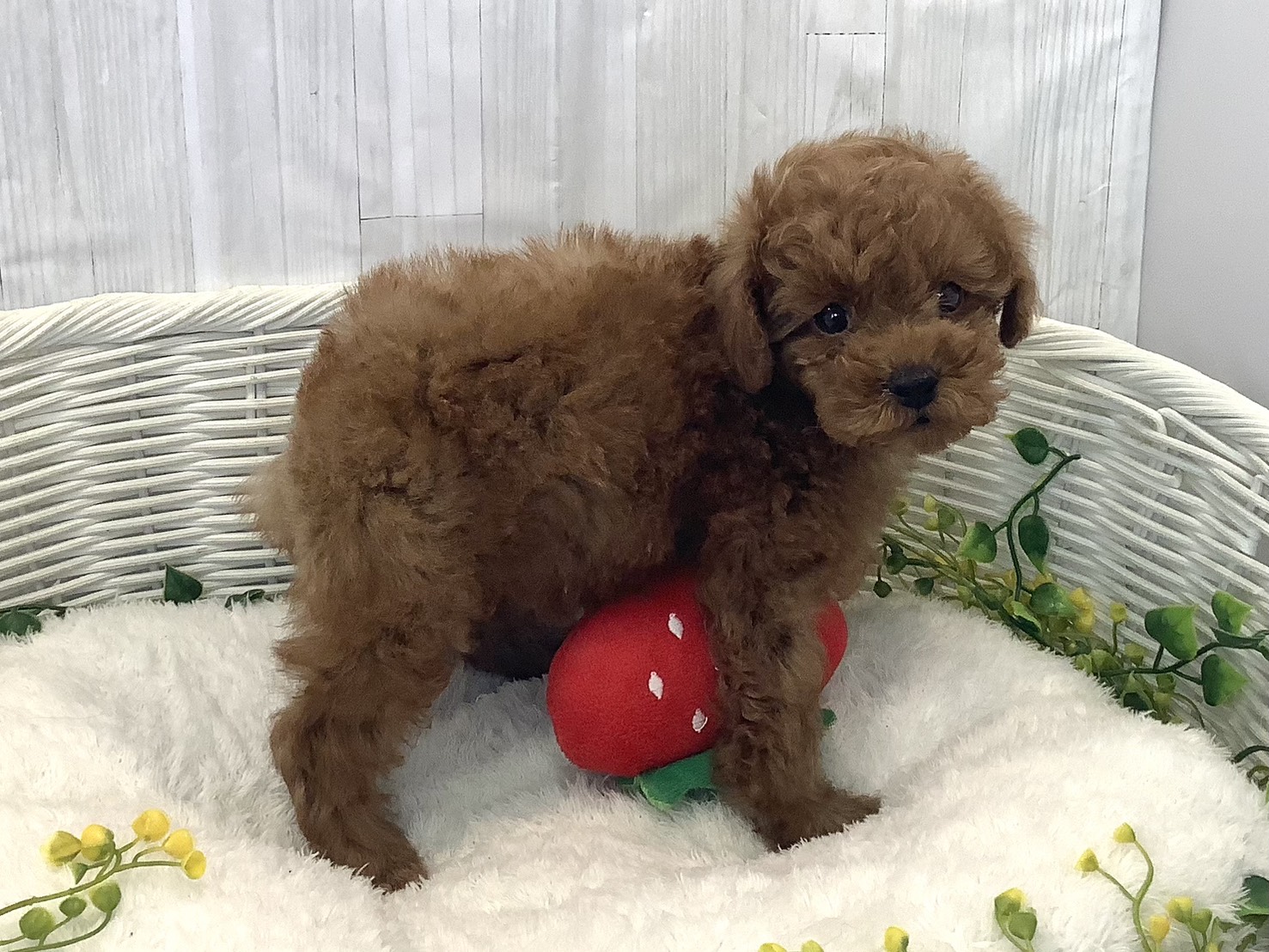 静岡県のトイプードル(トイ) (マルエスペット御殿場店/2025年12月22日生まれ/男の子/レッドフォーン)の子犬の2枚目の画像