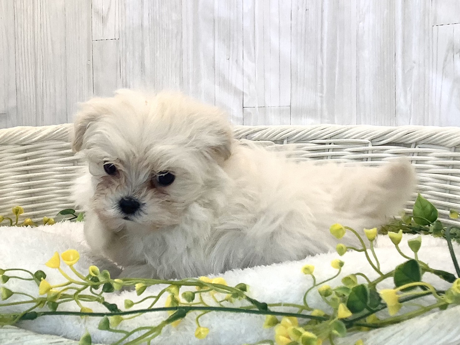 静岡県のマルプー(マルチーズ×プードル) (マルエスペットホームアシスト店/2025年12月21日生まれ/女の子/クリーム)の子犬の3枚目の画像