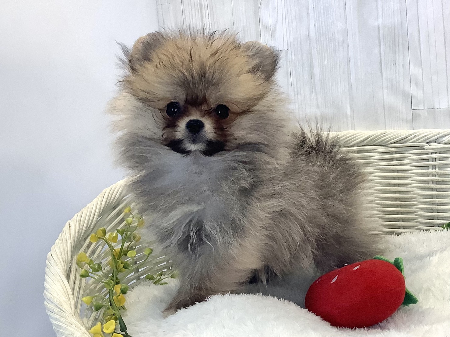 奈良県のポメラニアン (マルエスペット 富雄店/2025年12月5日生まれ/男の子/ウルフセーブル)の子犬の3枚目の画像