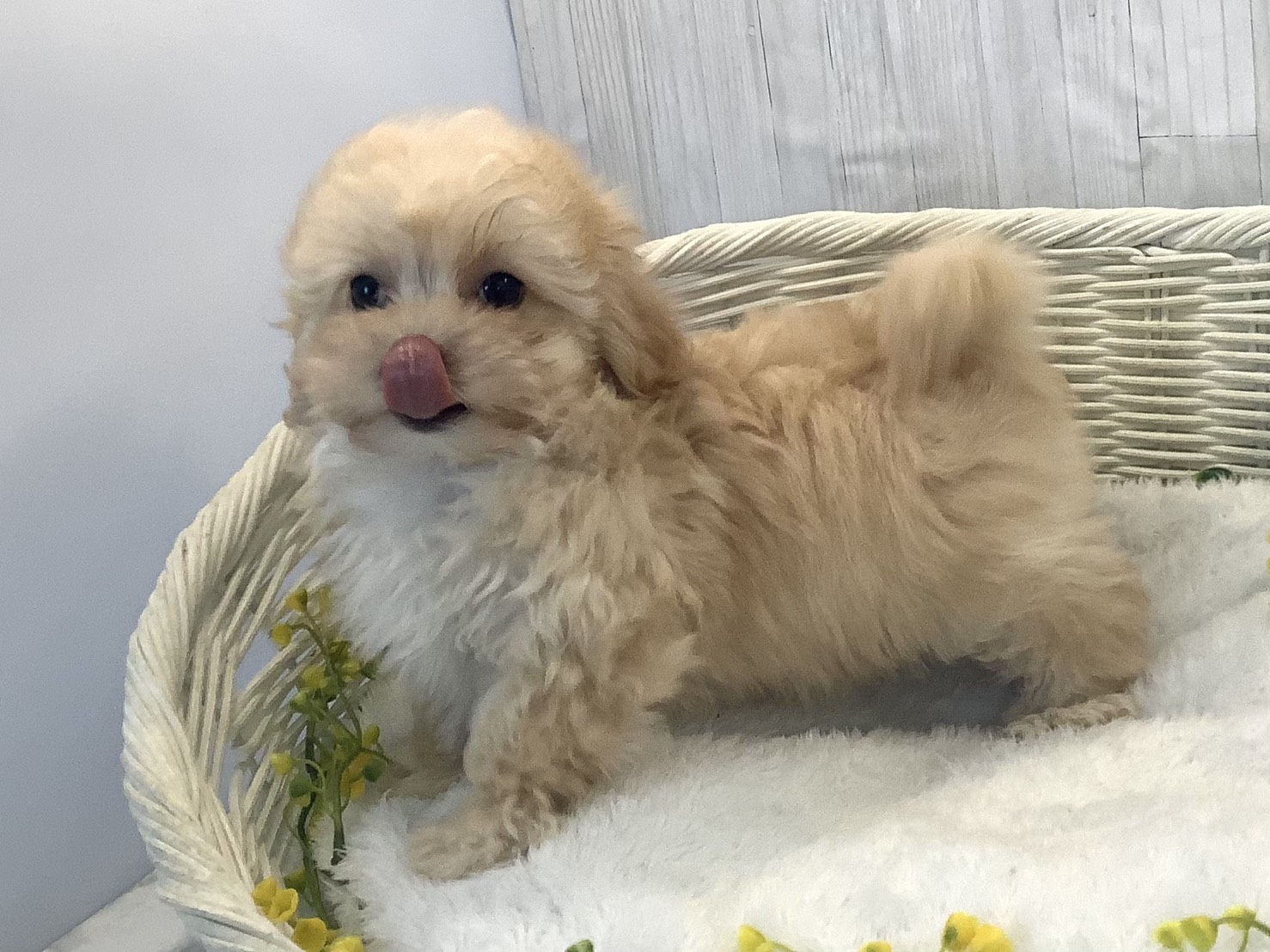静岡県のマルプー(マルチーズ×プードル) (マルエスペット島田店/2025年12月13日生まれ/男の子/クリーム)の子犬の3枚目の画像