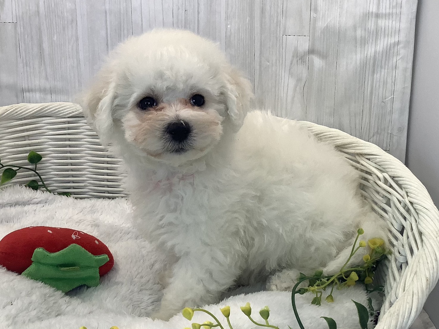 奈良県のビションフリーゼ (マルエスペット ヒルステップ生駒店/2025年12月18日生まれ/女の子/ホワイト)の子犬の3枚目の画像