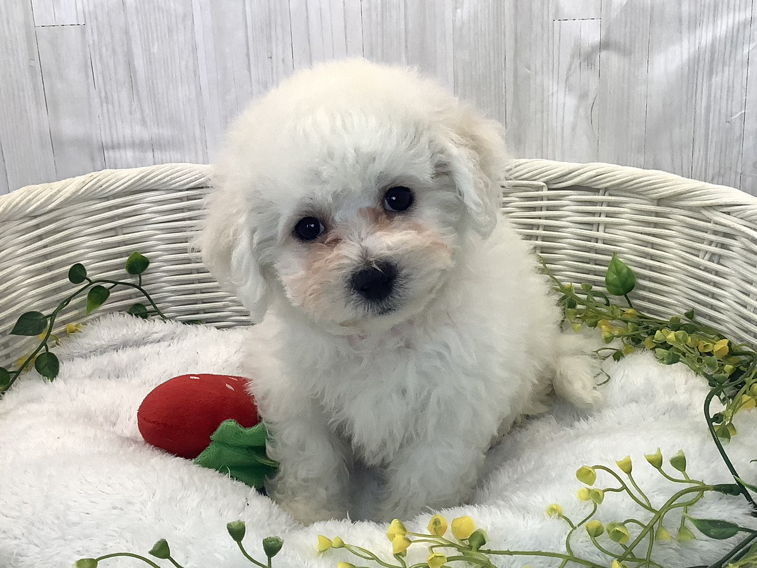 奈良県のビションフリーゼ (マルエスペット ヒルステップ生駒店/2025年12月18日生まれ/女の子/ホワイト)の子犬の1枚目の画像